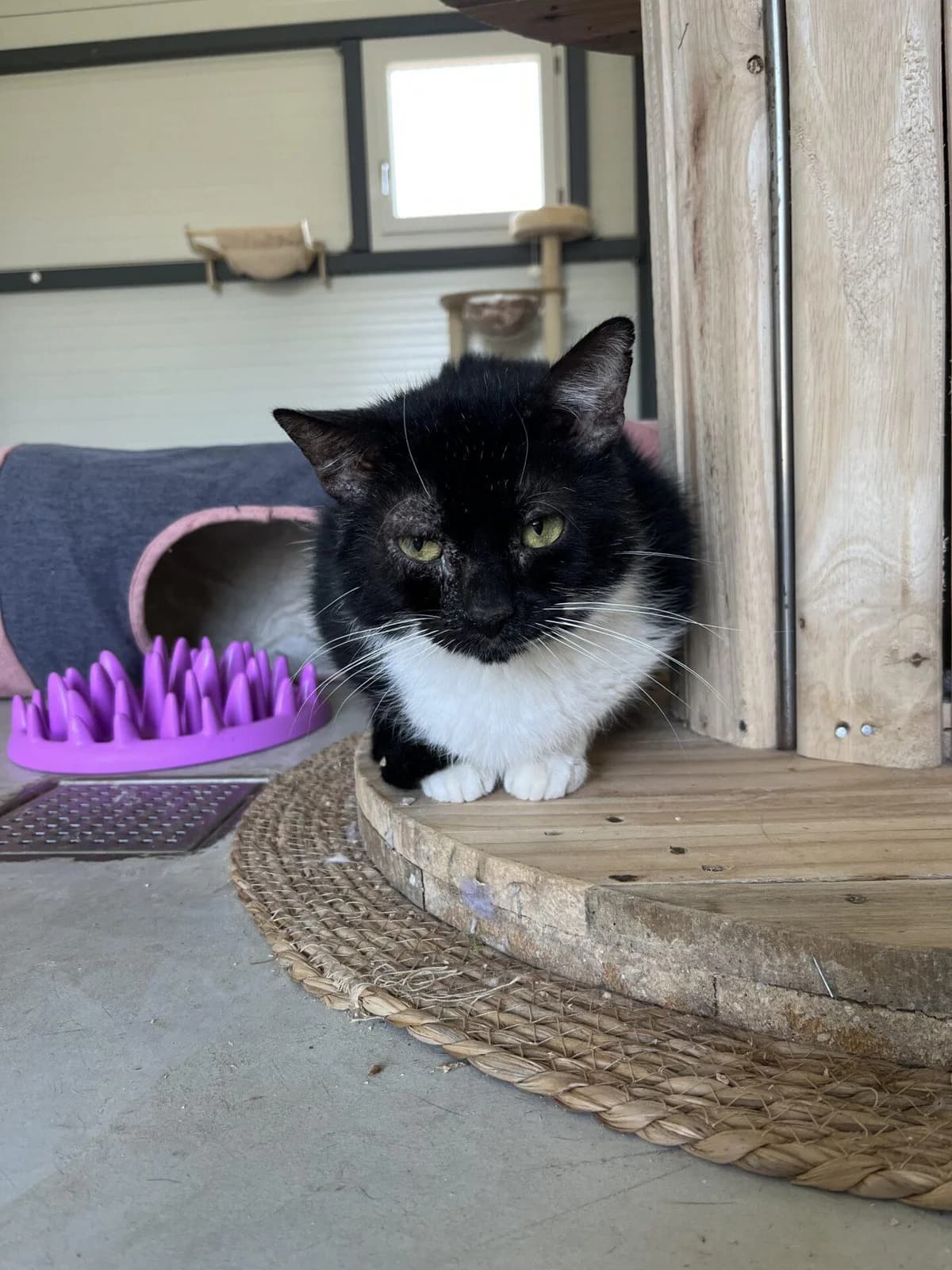 DUMAI, male Mixed Breed for adoption at Refuge Saint Roch (Valence), Valence