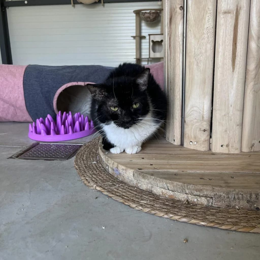 DUMAI, male Mixed Breed for adoption at Refuge Saint Roch (Valence), Valence — photo 2 of 9