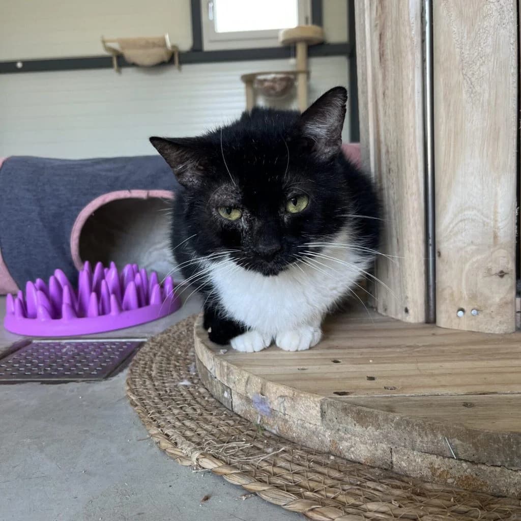 DUMAI, male Mixed Breed for adoption at Refuge Saint Roch (Valence), Valence — photo 3 of 9