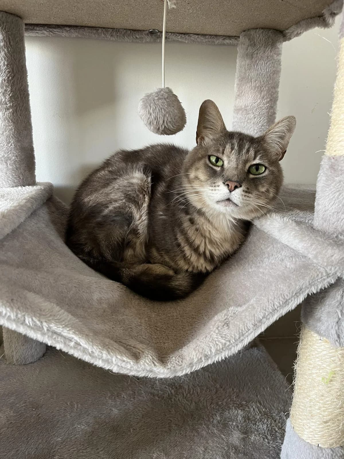 GRIBOUILLE, male Mixed Breed for adoption at Refuge Saint Roch (Valence), Valence