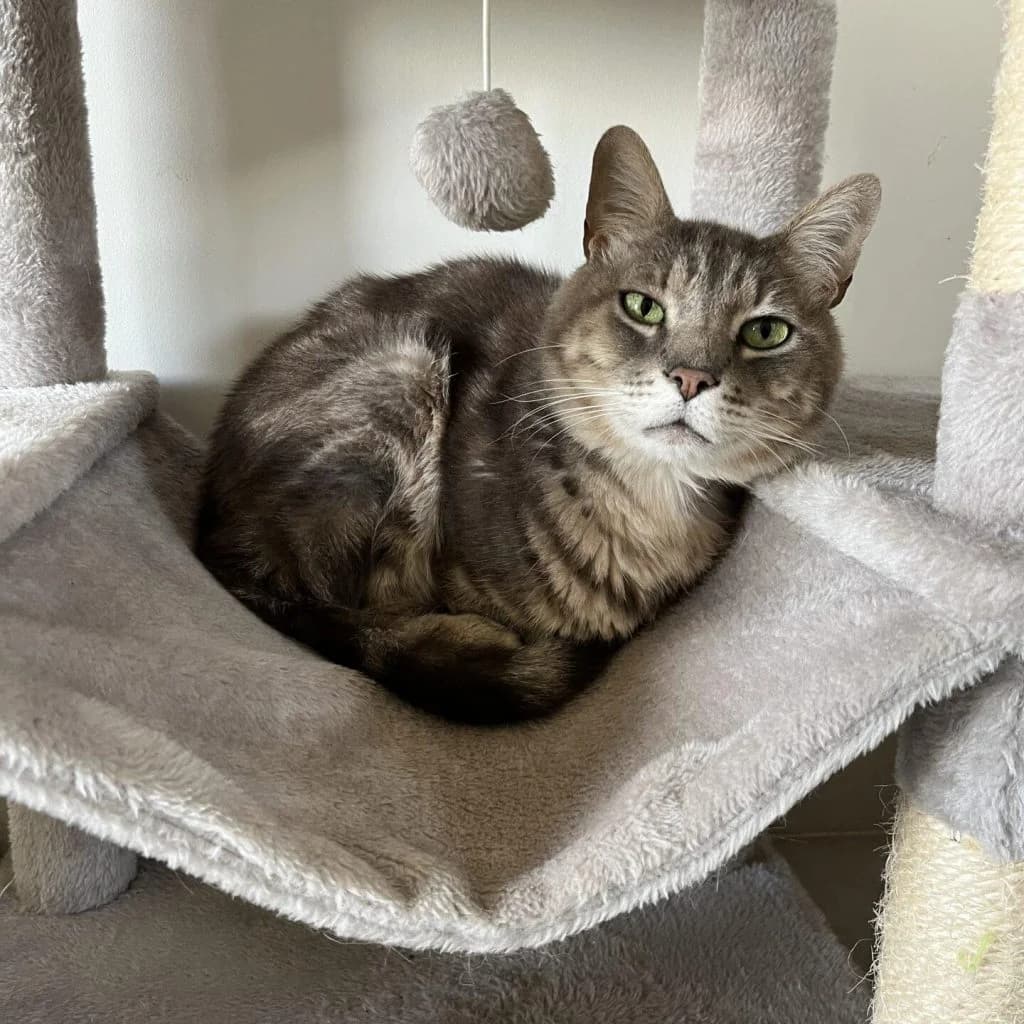 GRIBOUILLE, male Mixed Breed for adoption at Refuge Saint Roch (Valence), Valence — photo 2 of 9