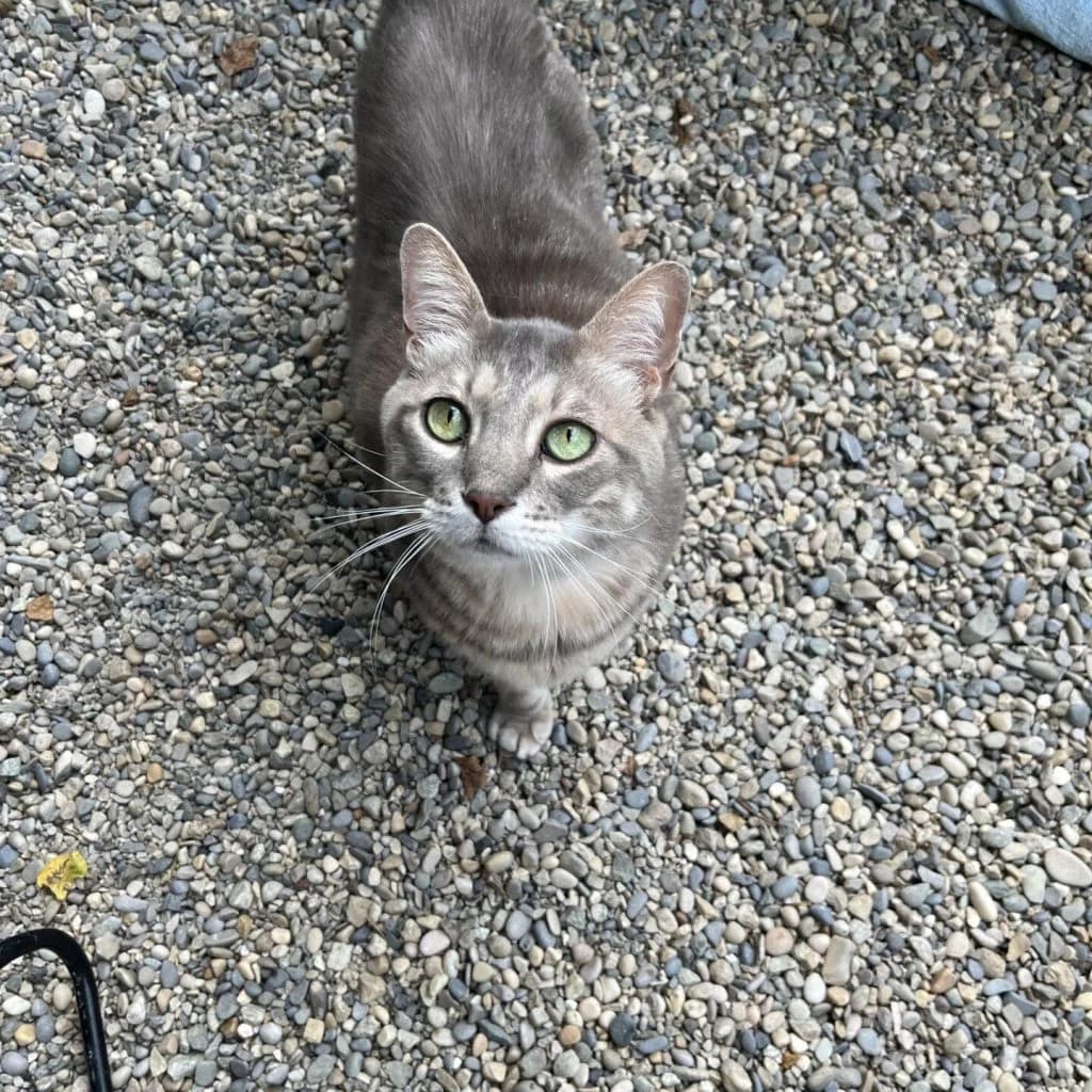 GRIBOUILLE, male Mixed Breed for adoption at Refuge Saint Roch (Valence), Valence — photo 3 of 9