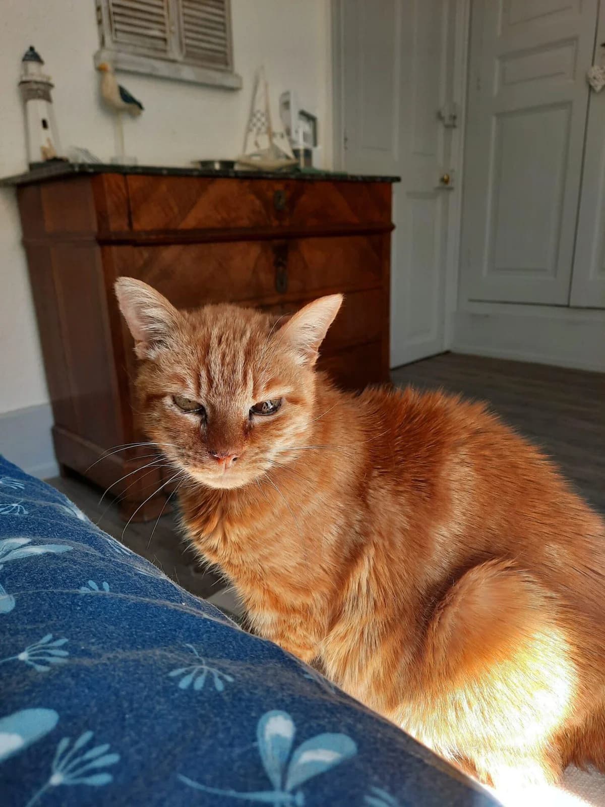 EMMIE, female Mixed Breed for adoption at Refuge Saint Roch (Valence), Valence