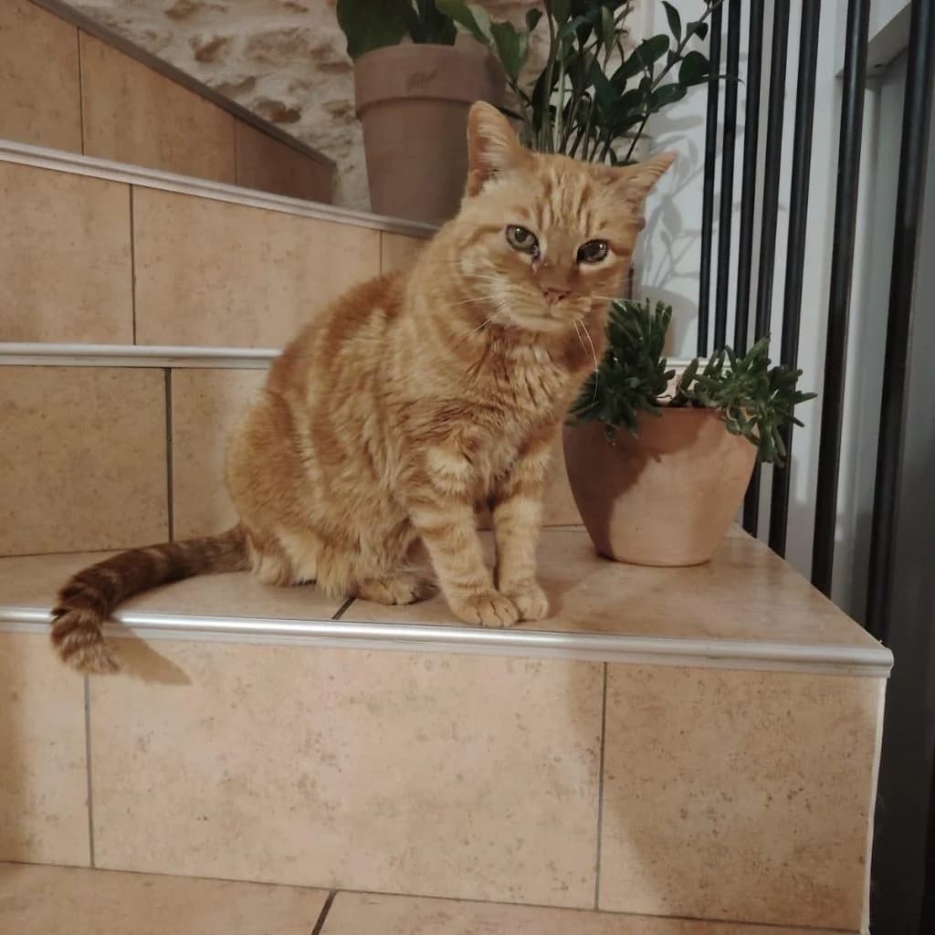 EMMIE, female Mixed Breed for adoption at Refuge Saint Roch (Valence), Valence — photo 2 of 10