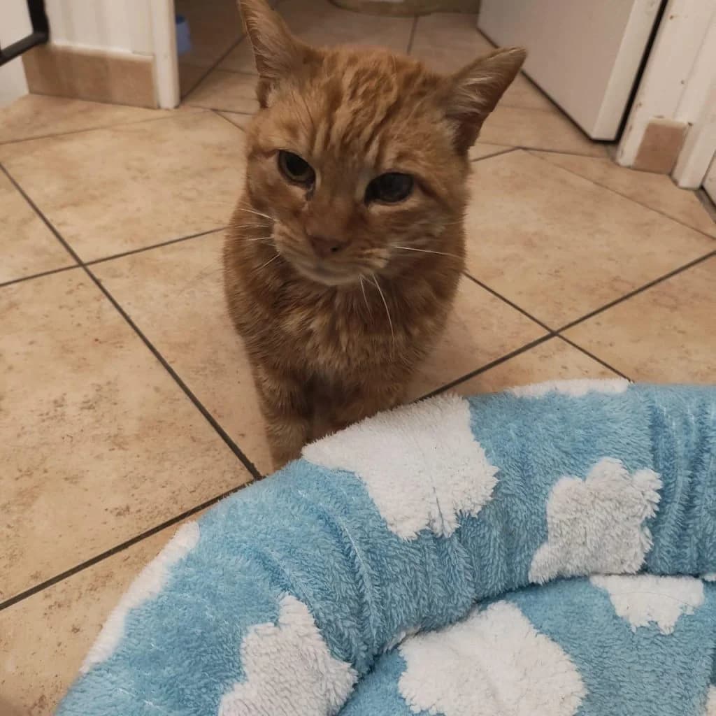 EMMIE, female Mixed Breed for adoption at Refuge Saint Roch (Valence), Valence — photo 3 of 10