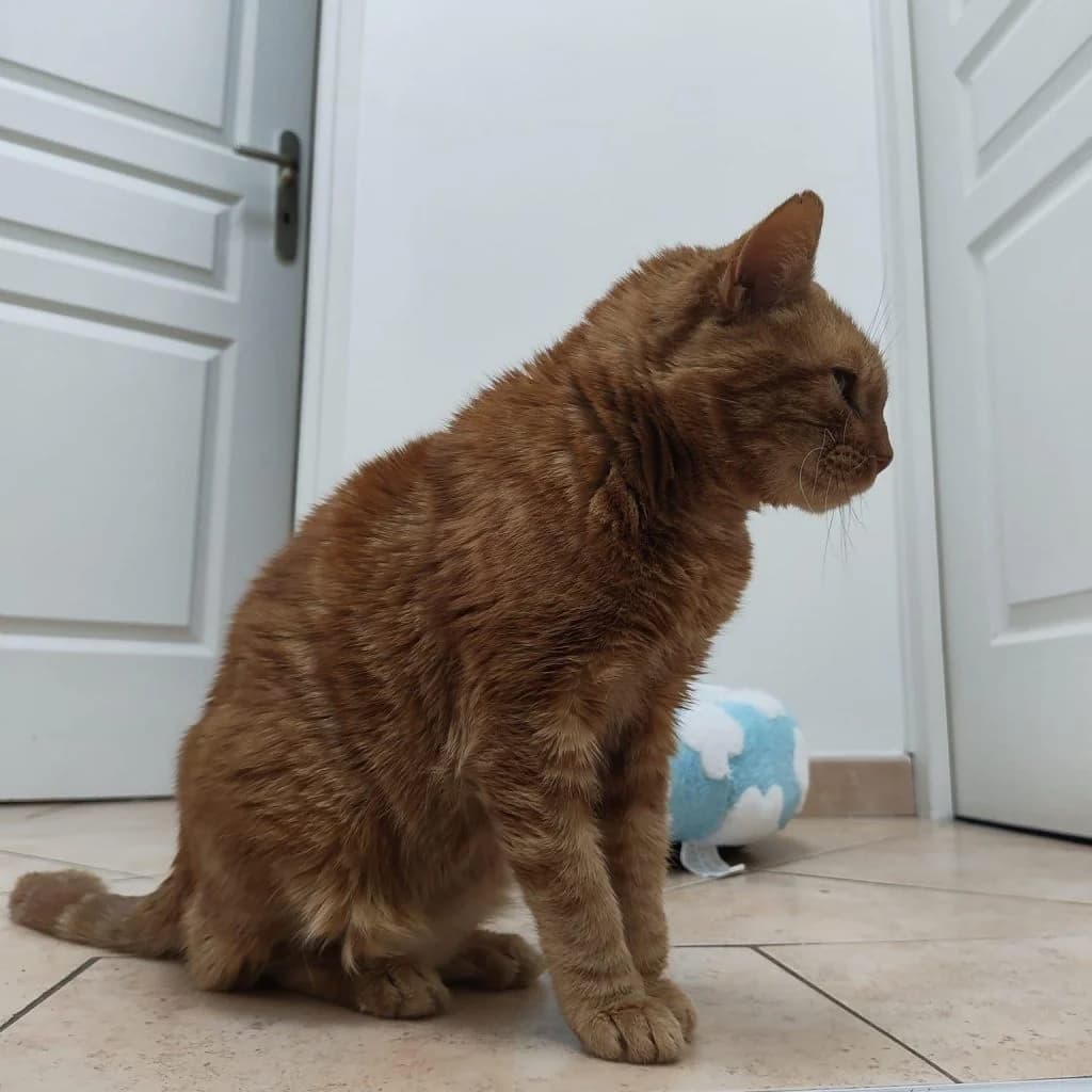 EMMIE, female Mixed Breed for adoption at Refuge Saint Roch (Valence), Valence — photo 4 of 10