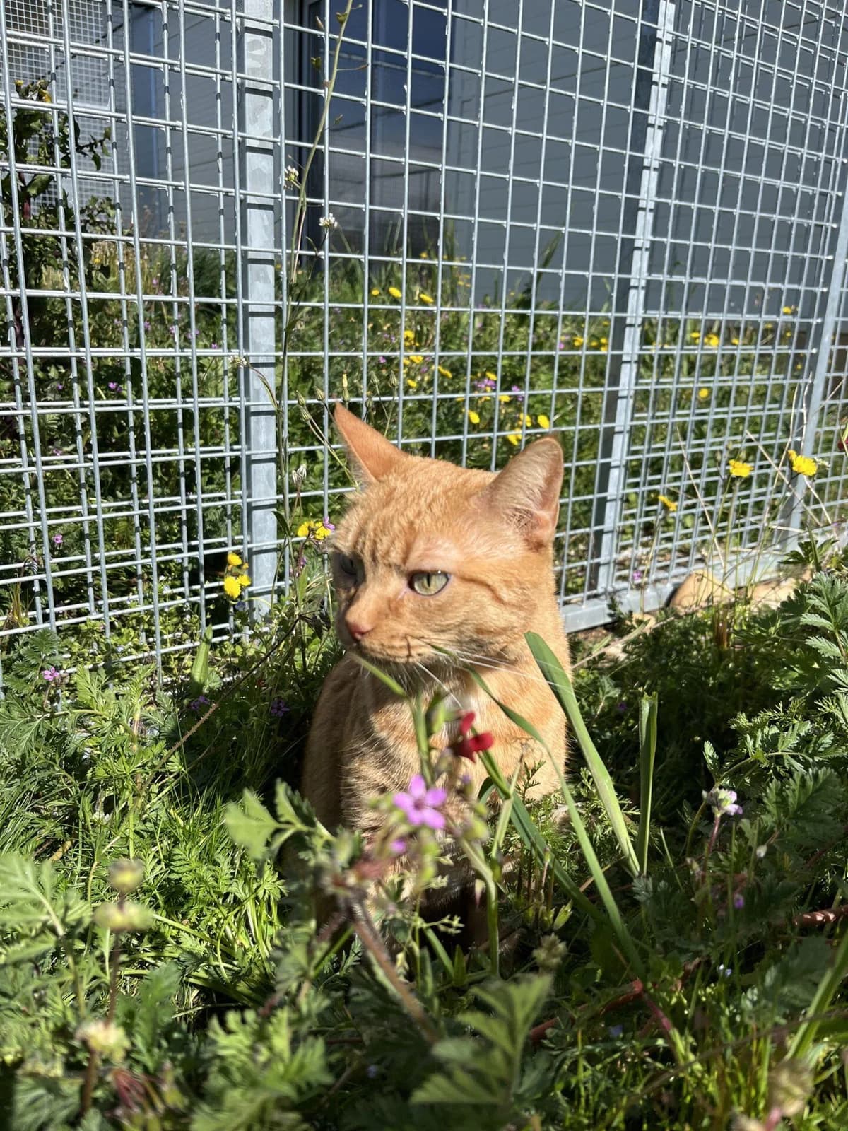 CANNELLA, female Mixed Breed for adoption at Refuge Saint Roch (Valence), Valence