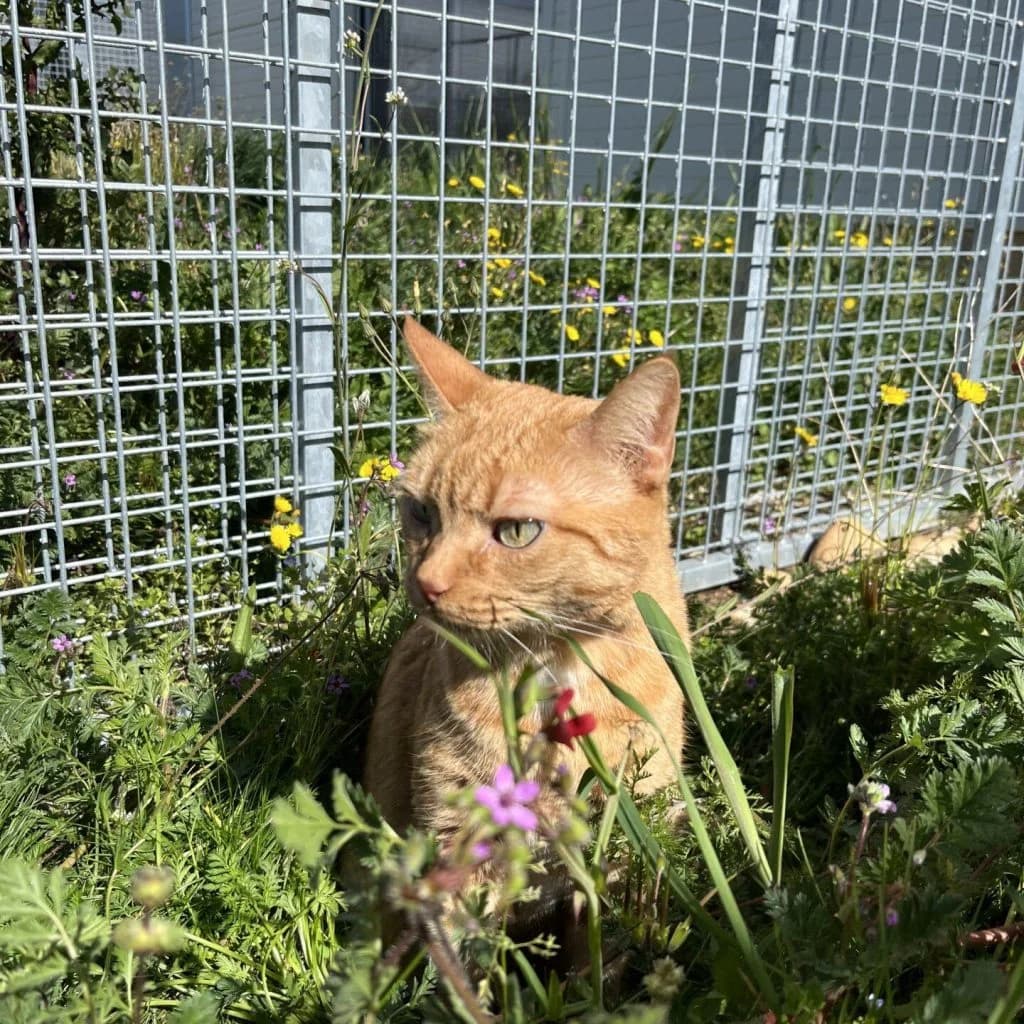 CANNELLA, female Mixed Breed for adoption at Refuge Saint Roch (Valence), Valence — photo 2 of 11