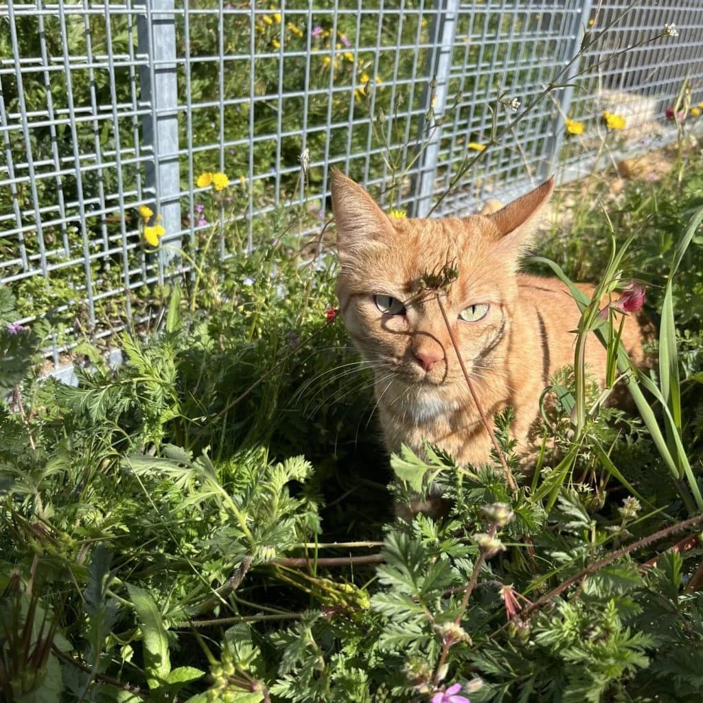 CANNELLA, female Mixed Breed for adoption at Refuge Saint Roch (Valence), Valence — photo 3 of 11