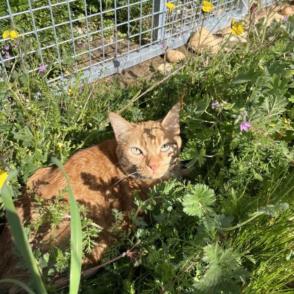 CANNELLA, female Mixed Breed for adoption at Refuge Saint Roch (Valence), Valence — photo 4 of 11