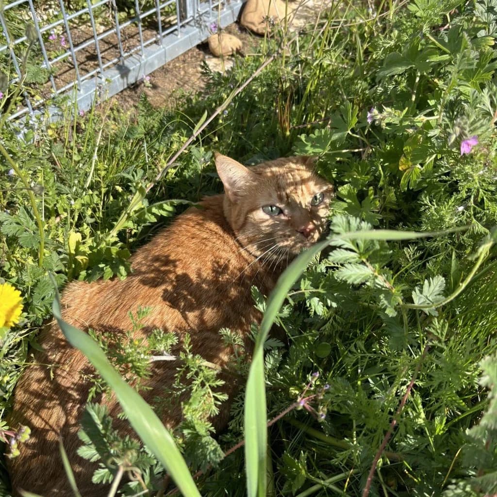 CANNELLA, female Mixed Breed for adoption at Refuge Saint Roch (Valence), Valence — photo 5 of 11
