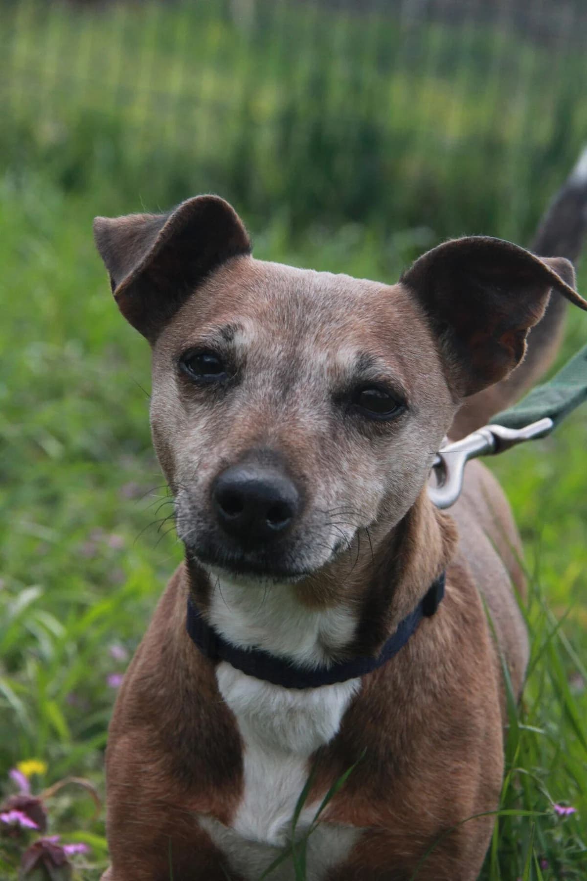 LIBELLULE, female Jack Russell Terrier for adoption at Refuge Saint Roch (Valence), Valence