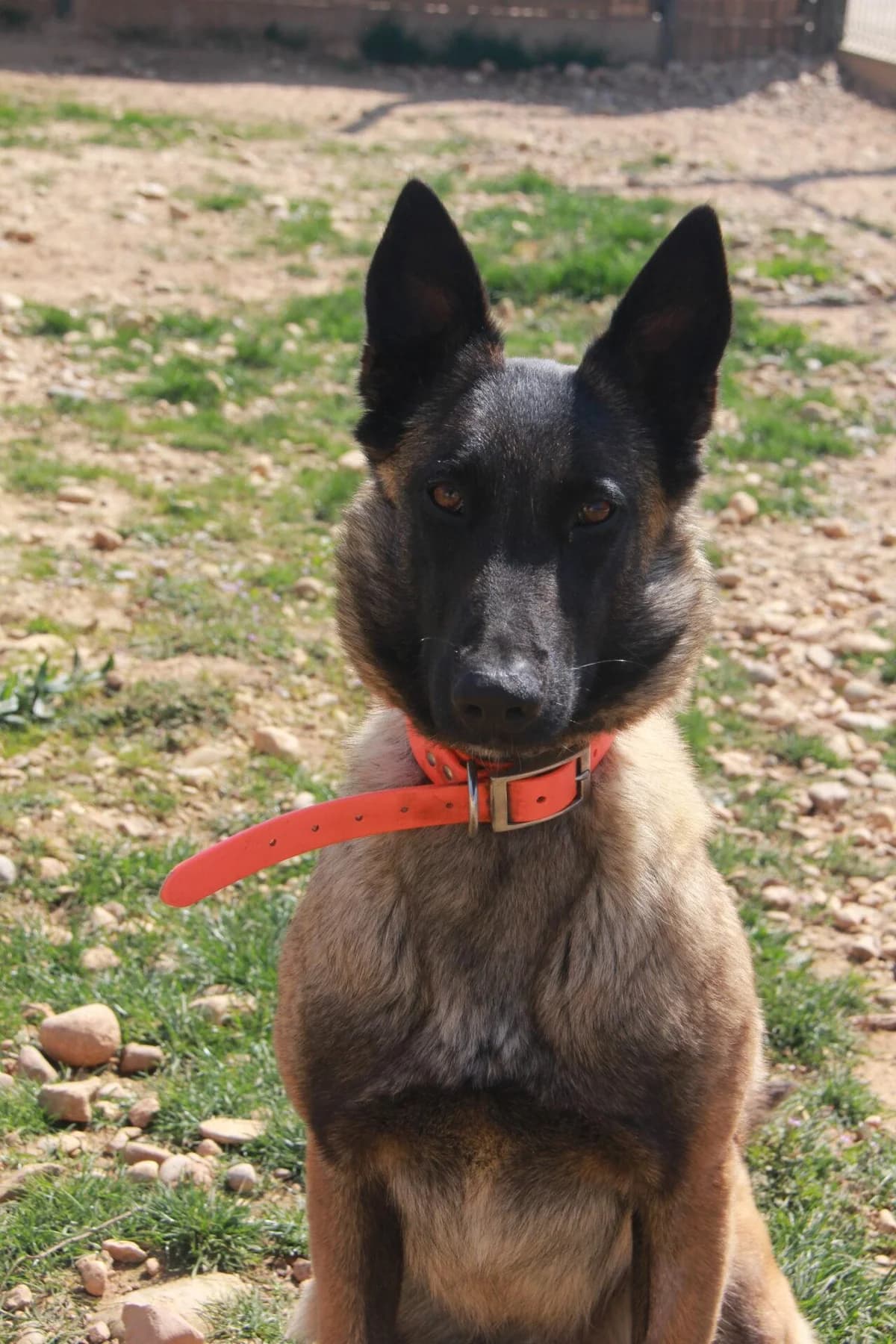TINA, female Belgian Malinois for adoption at Refuge Saint Roch (Valence), Valence