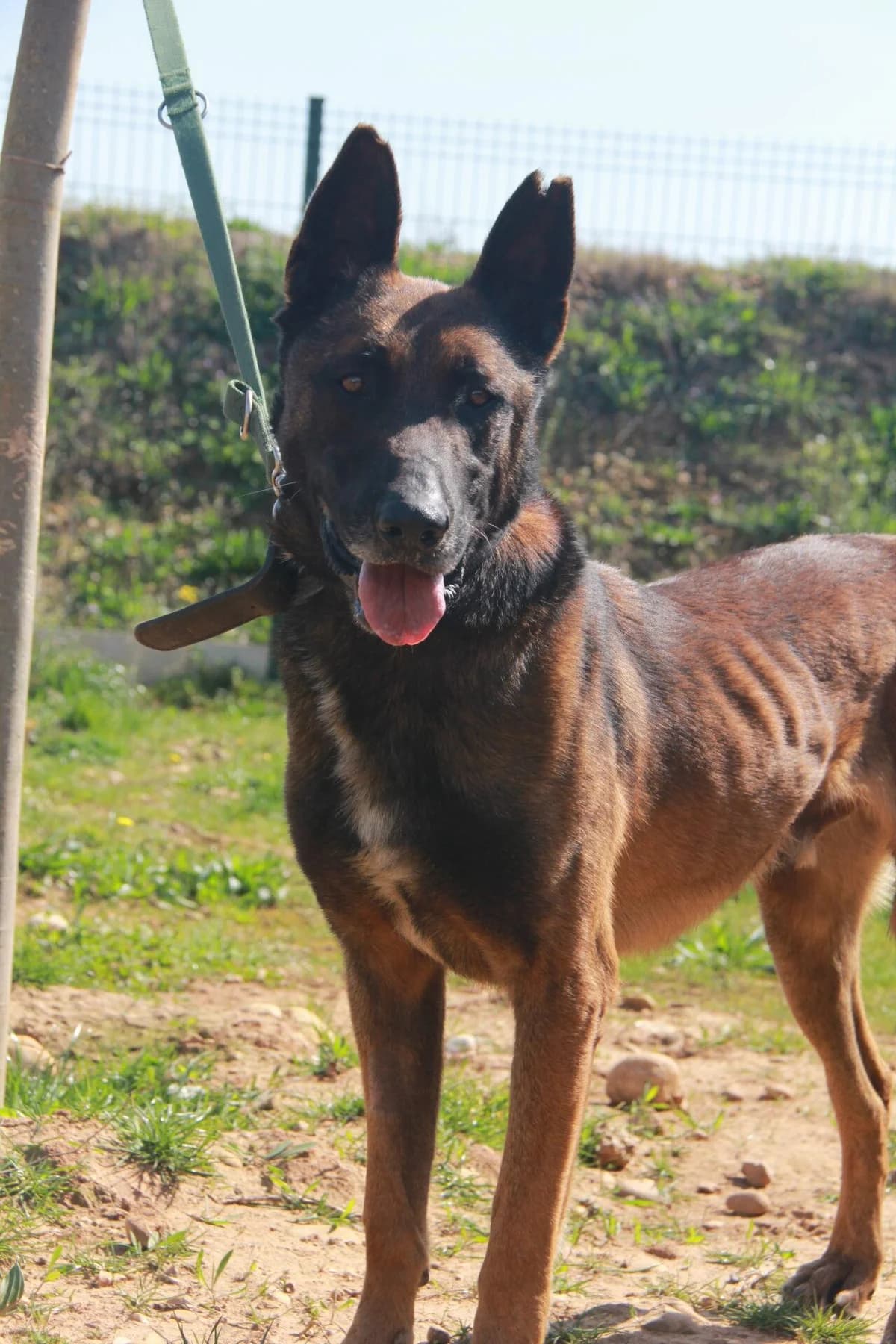 MEX, male Belgian Malinois for adoption at Refuge Saint Roch (Valence), Valence