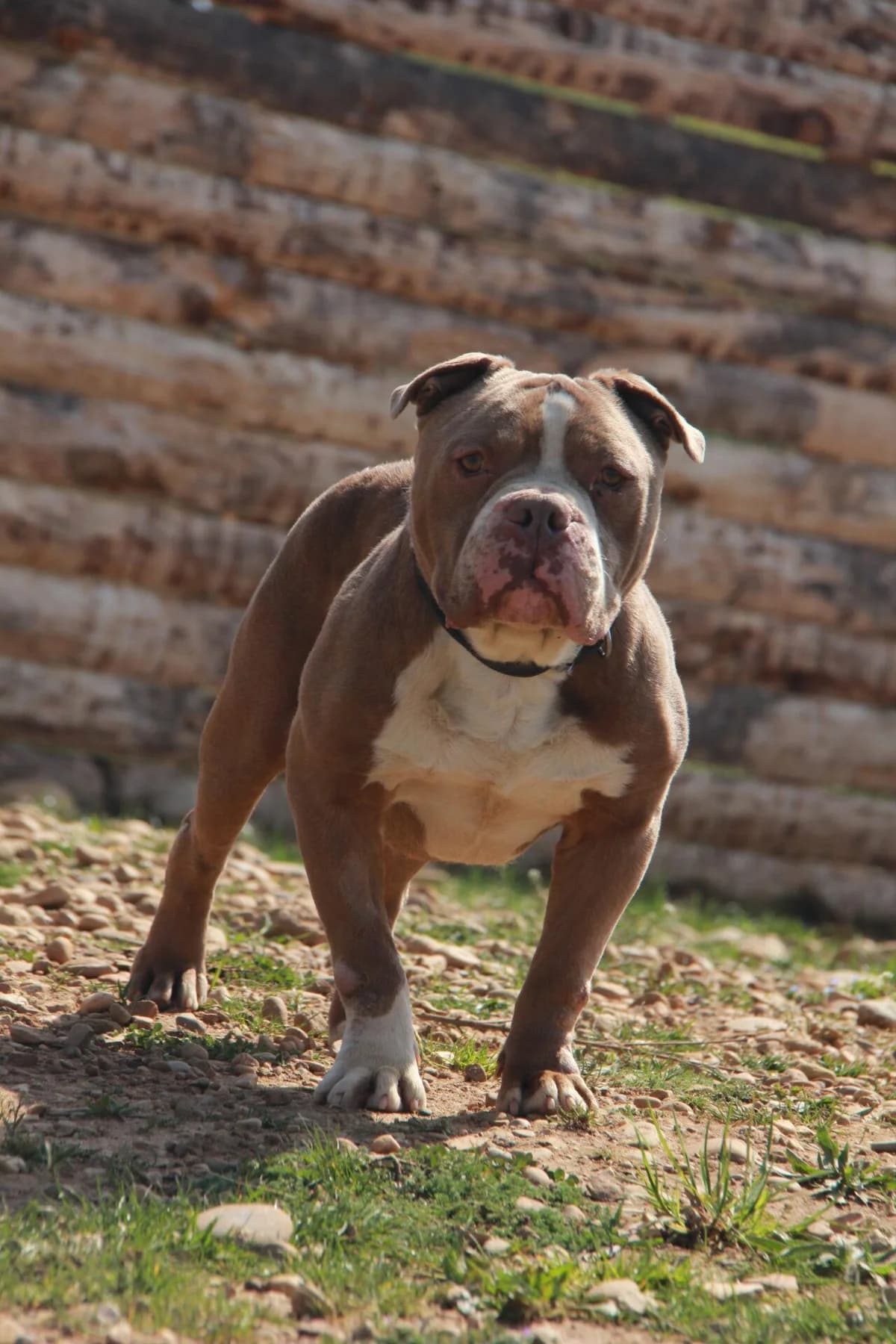 POUMBA, male mixed breed for adoption at Refuge Saint Roch (Valence), Valence