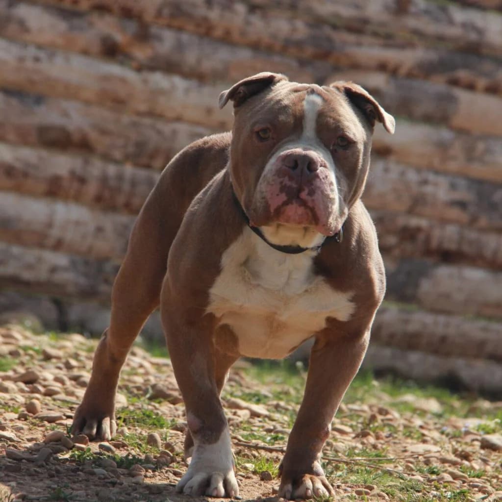 POUMBA, male mixed breed for adoption at Refuge Saint Roch (Valence), Valence — photo 2 of 11