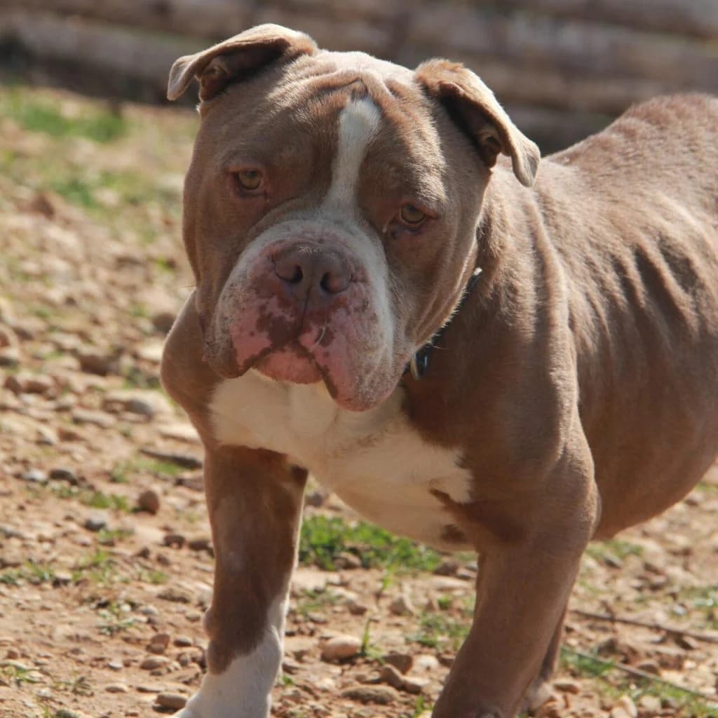 POUMBA, male mixed breed for adoption at Refuge Saint Roch (Valence), Valence — photo 4 of 11