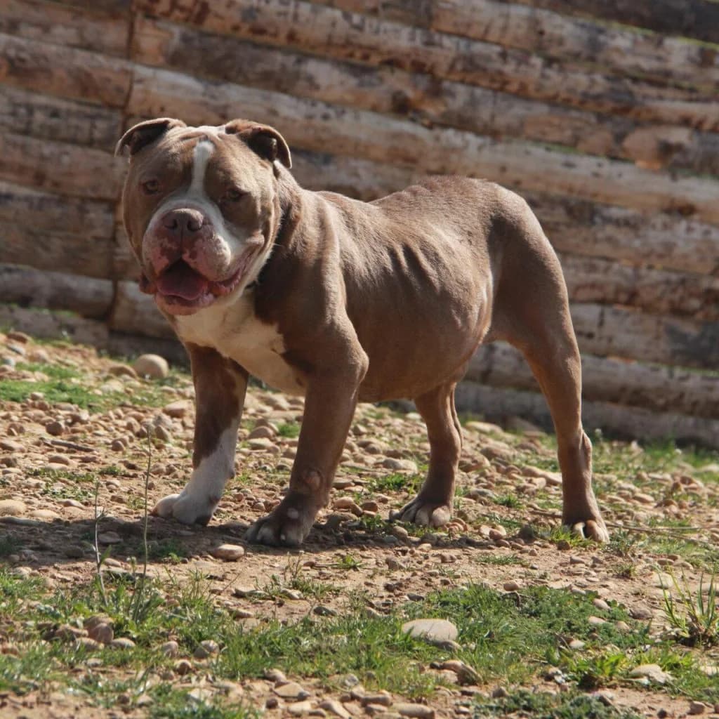 POUMBA, male mixed breed for adoption at Refuge Saint Roch (Valence), Valence — photo 5 of 11