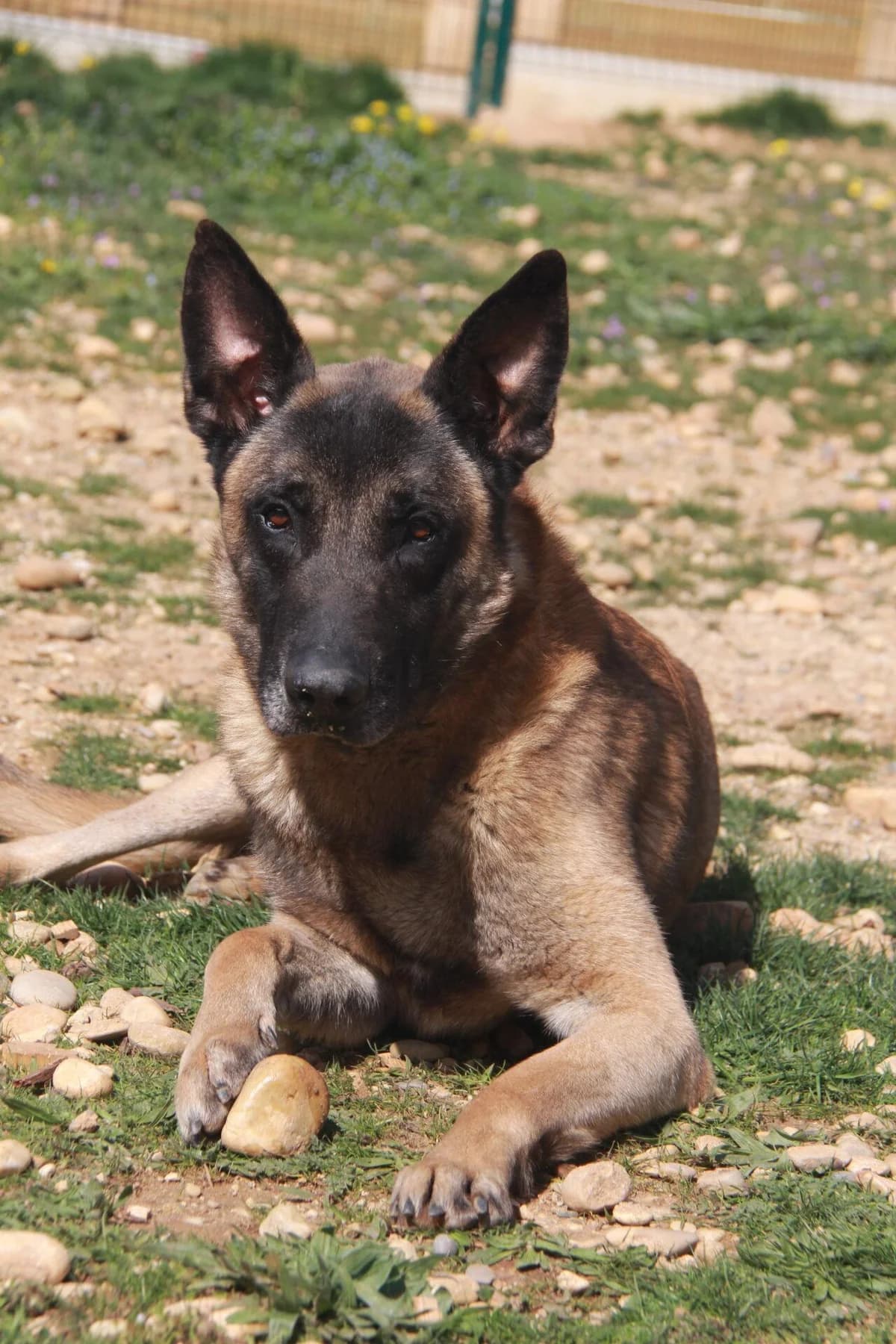 PRINCE, female Belgian Malinois for adoption at Refuge Saint Roch (Valence), Valence