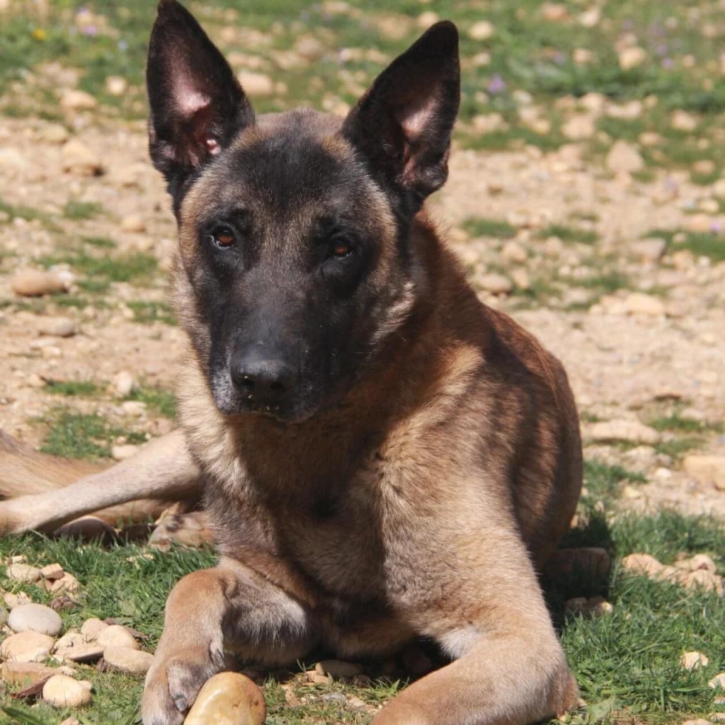 PRINCE, female Belgian Malinois for adoption at Refuge Saint Roch (Valence), Valence — photo 2 of 13