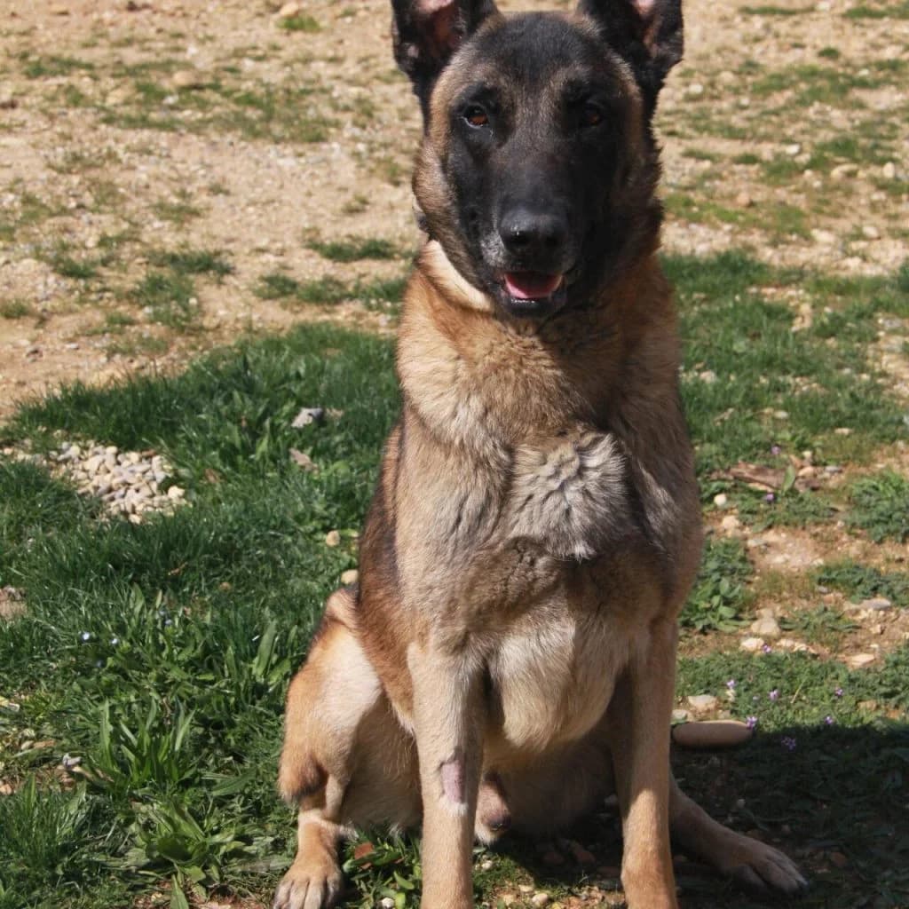 PRINCE, female Belgian Malinois for adoption at Refuge Saint Roch (Valence), Valence — photo 3 of 13