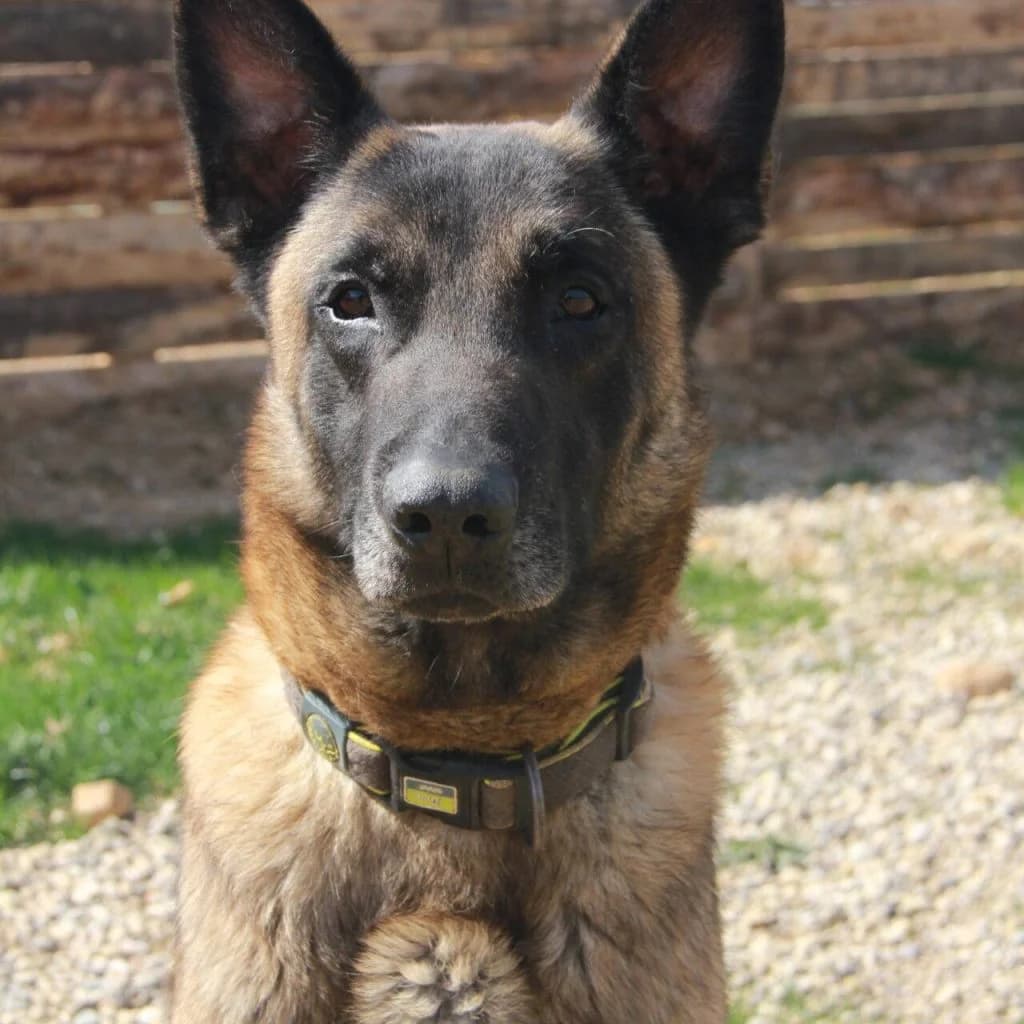PRINCE, female Belgian Malinois for adoption at Refuge Saint Roch (Valence), Valence — photo 4 of 13