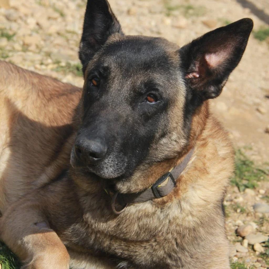 PRINCE, female Belgian Malinois for adoption at Refuge Saint Roch (Valence), Valence — photo 5 of 13