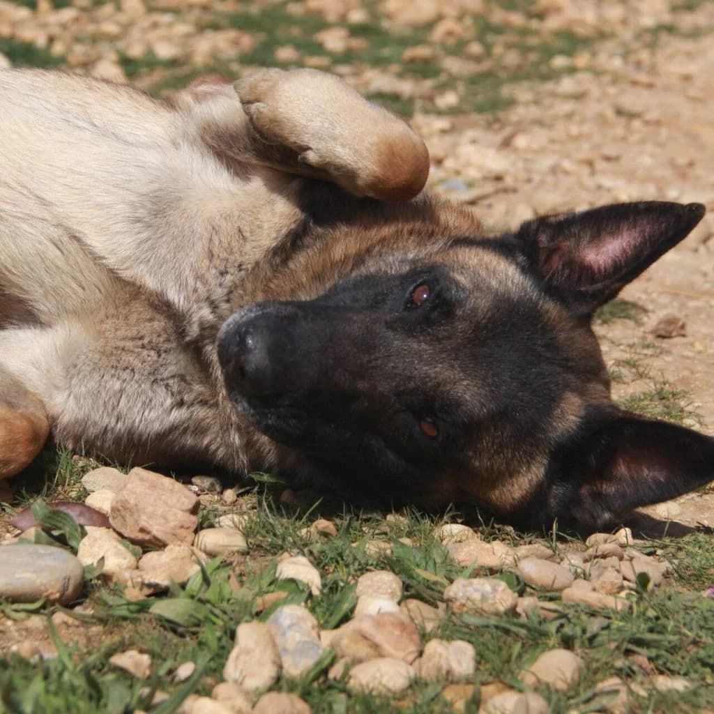 PRINCE, female Belgian Malinois for adoption at Refuge Saint Roch (Valence), Valence — photo 6 of 13
