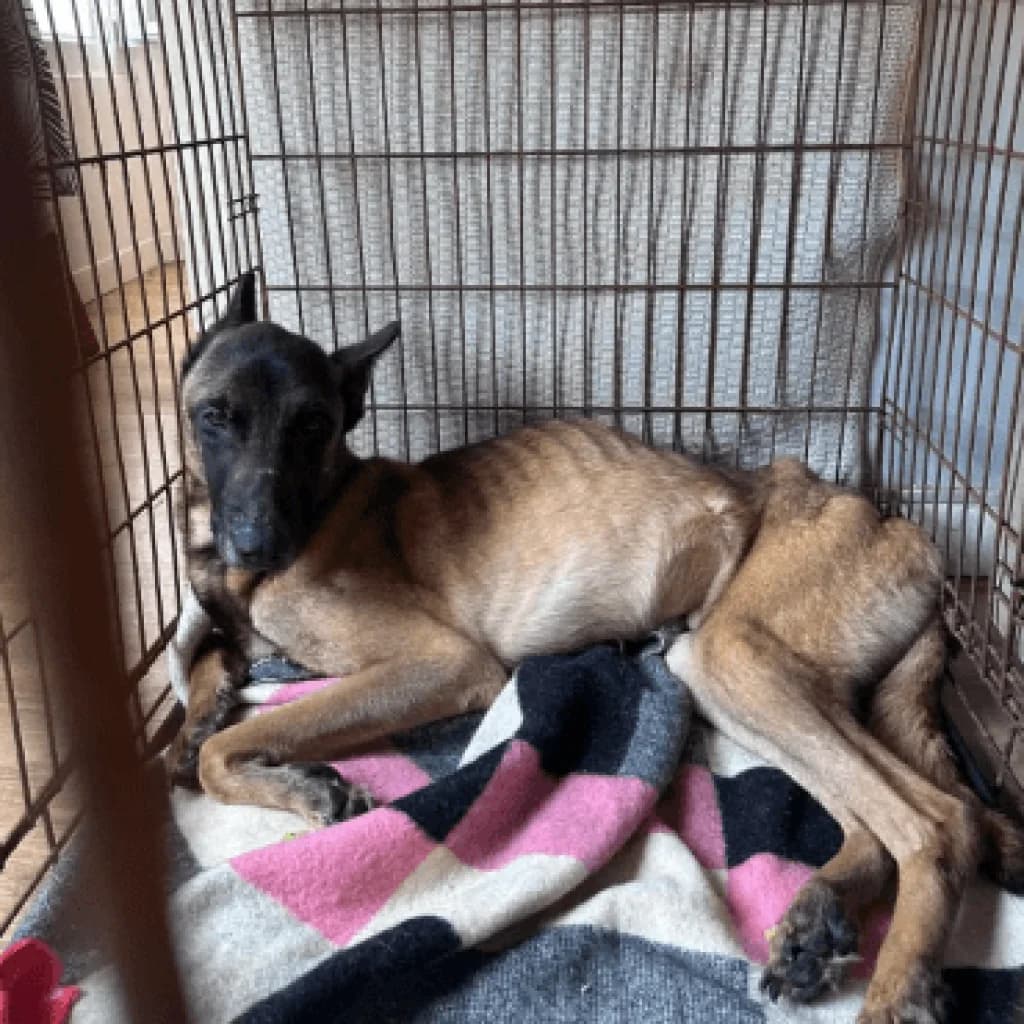 PRINCE, female Belgian Malinois for adoption at Refuge Saint Roch (Valence), Valence — photo 7 of 13