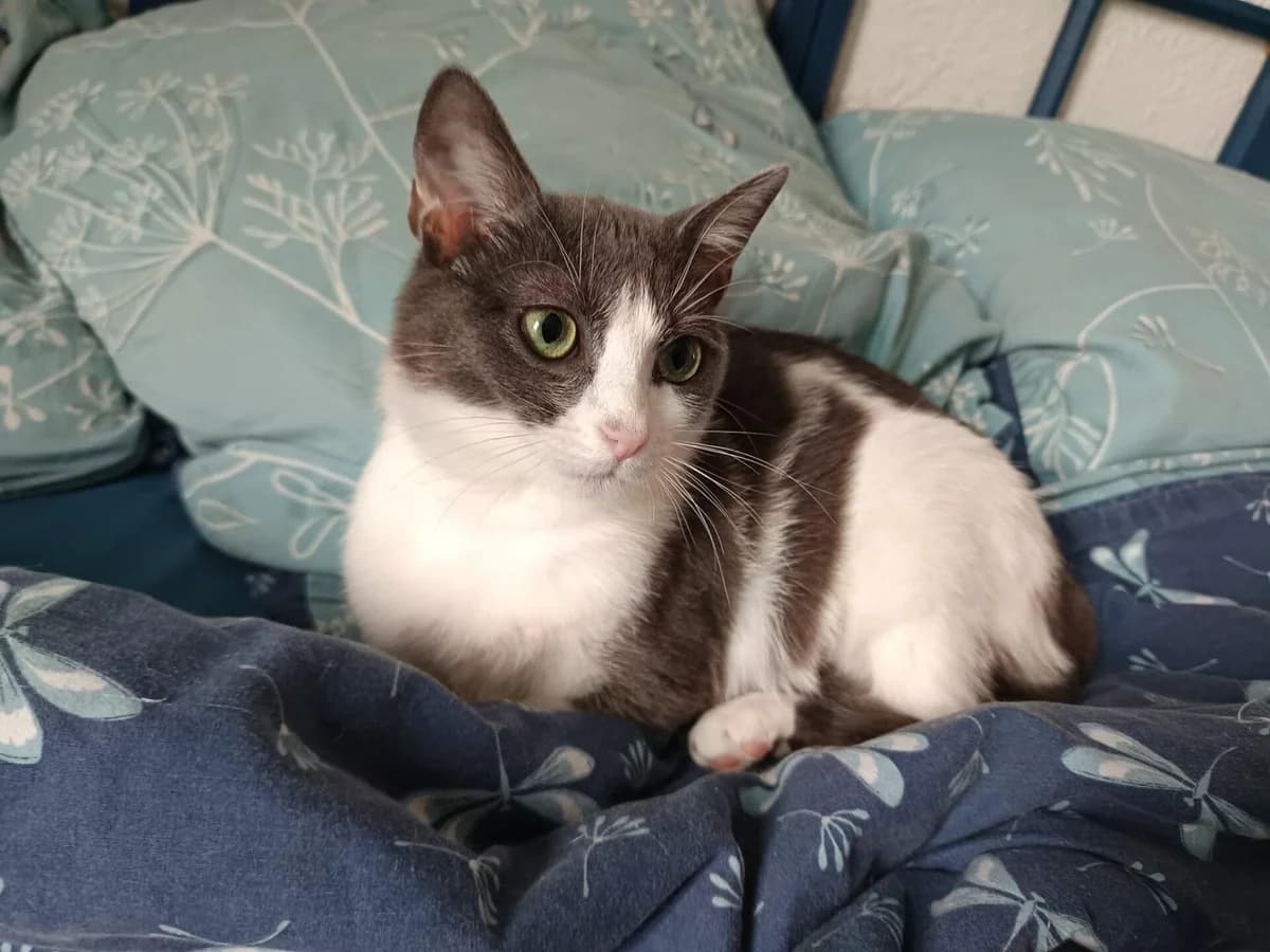 ABYSS, female Mixed Breed for adoption at Refuge Saint Roch (Valence), Valence