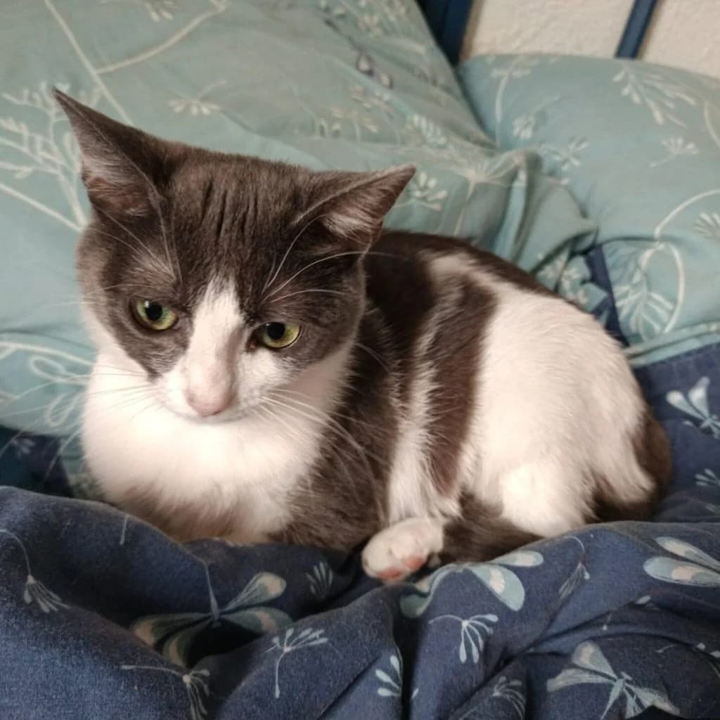 ABYSS, female Mixed Breed for adoption at Refuge Saint Roch (Valence), Valence — photo 2 of 12