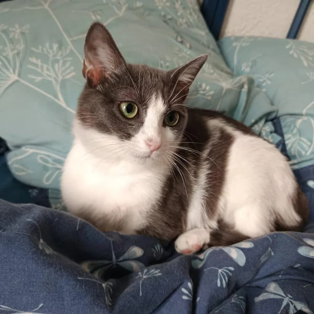 ABYSS, female Mixed Breed for adoption at Refuge Saint Roch (Valence), Valence — photo 3 of 12