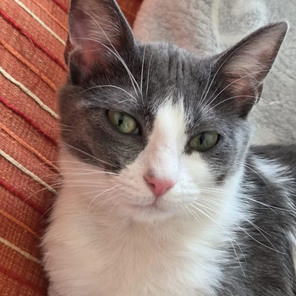 ABYSS, female Mixed Breed for adoption at Refuge Saint Roch (Valence), Valence — photo 4 of 12