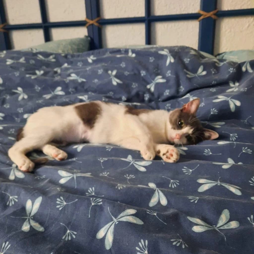 ABYSS, female Mixed Breed for adoption at Refuge Saint Roch (Valence), Valence — photo 5 of 12