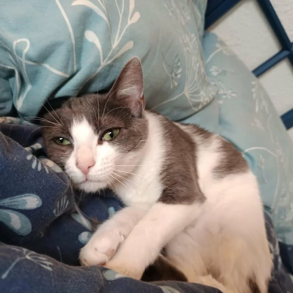 ABYSS, female Mixed Breed for adoption at Refuge Saint Roch (Valence), Valence — photo 6 of 12