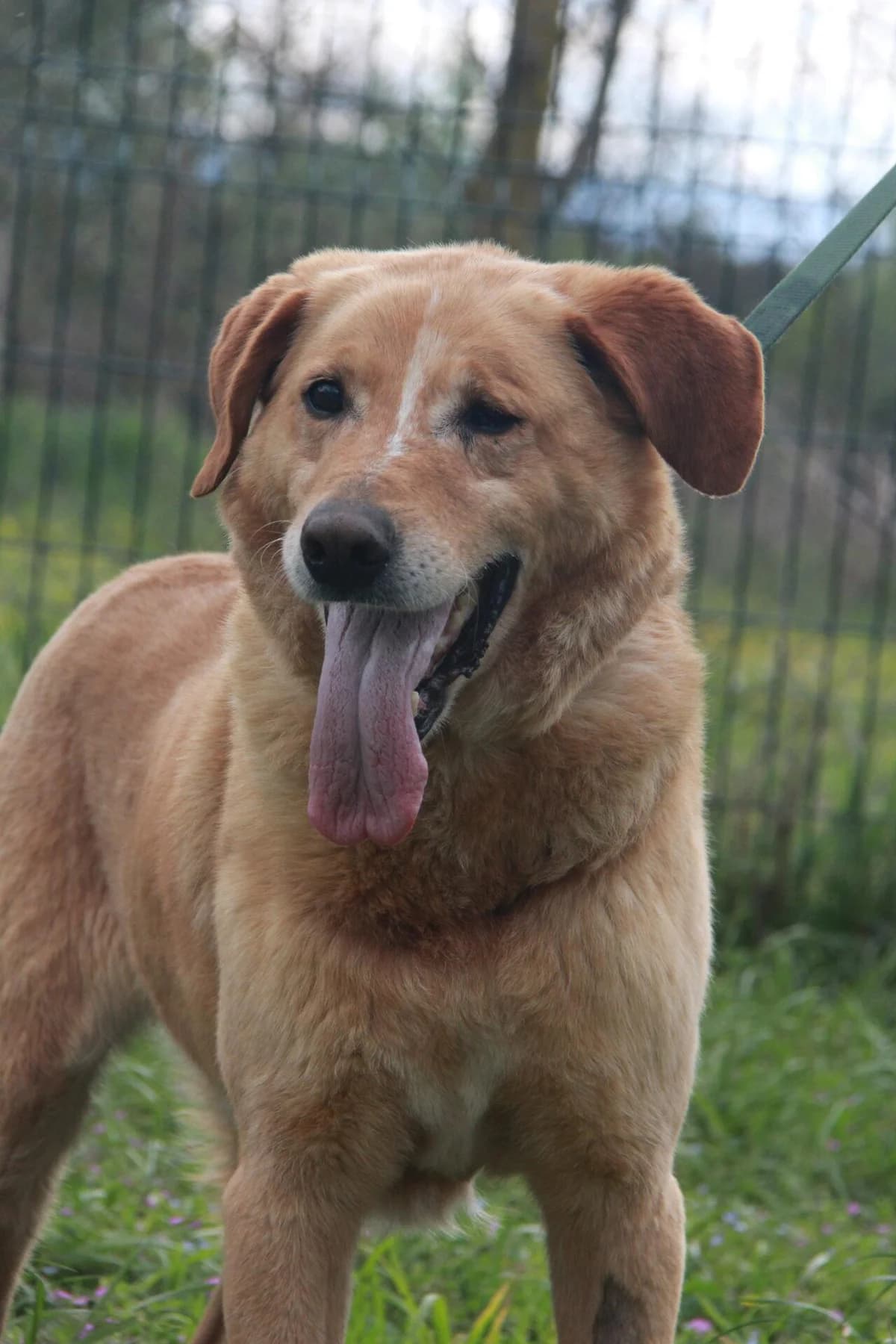 BLACKY, male Labrador Retriever for adoption at Refuge Saint Roch (Valence), Valence