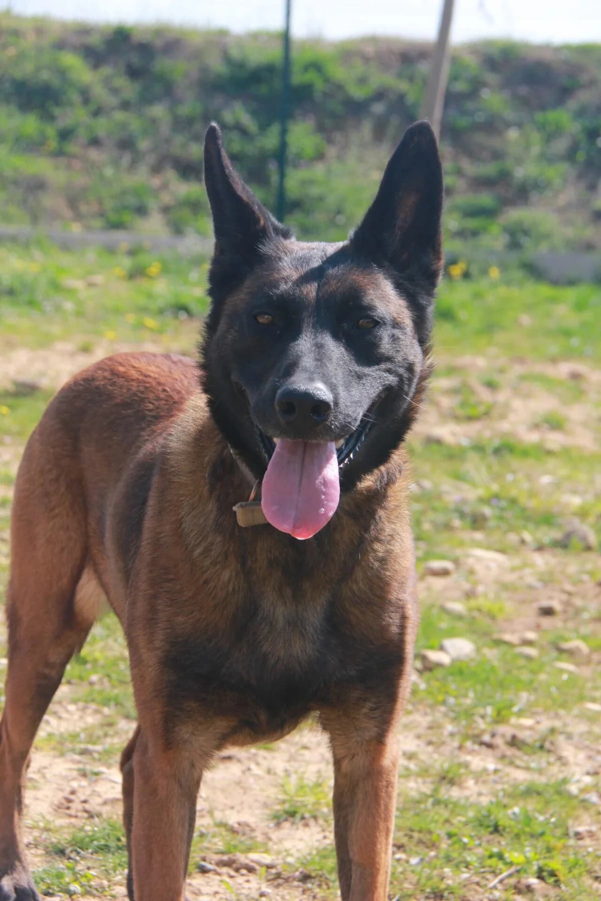 SIDJY, female Belgian Malinois for adoption at Refuge Saint Roch (Valence), Valence