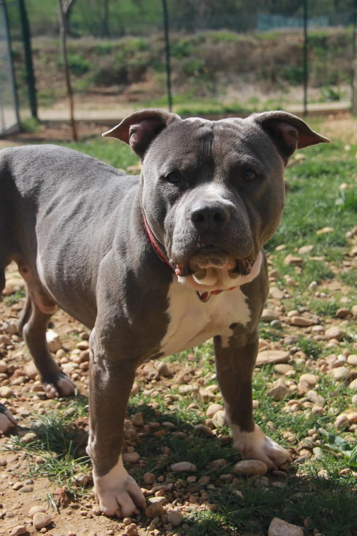 BRONX, male mixed breed for adoption at Refuge Saint Roch (Valence), Valence