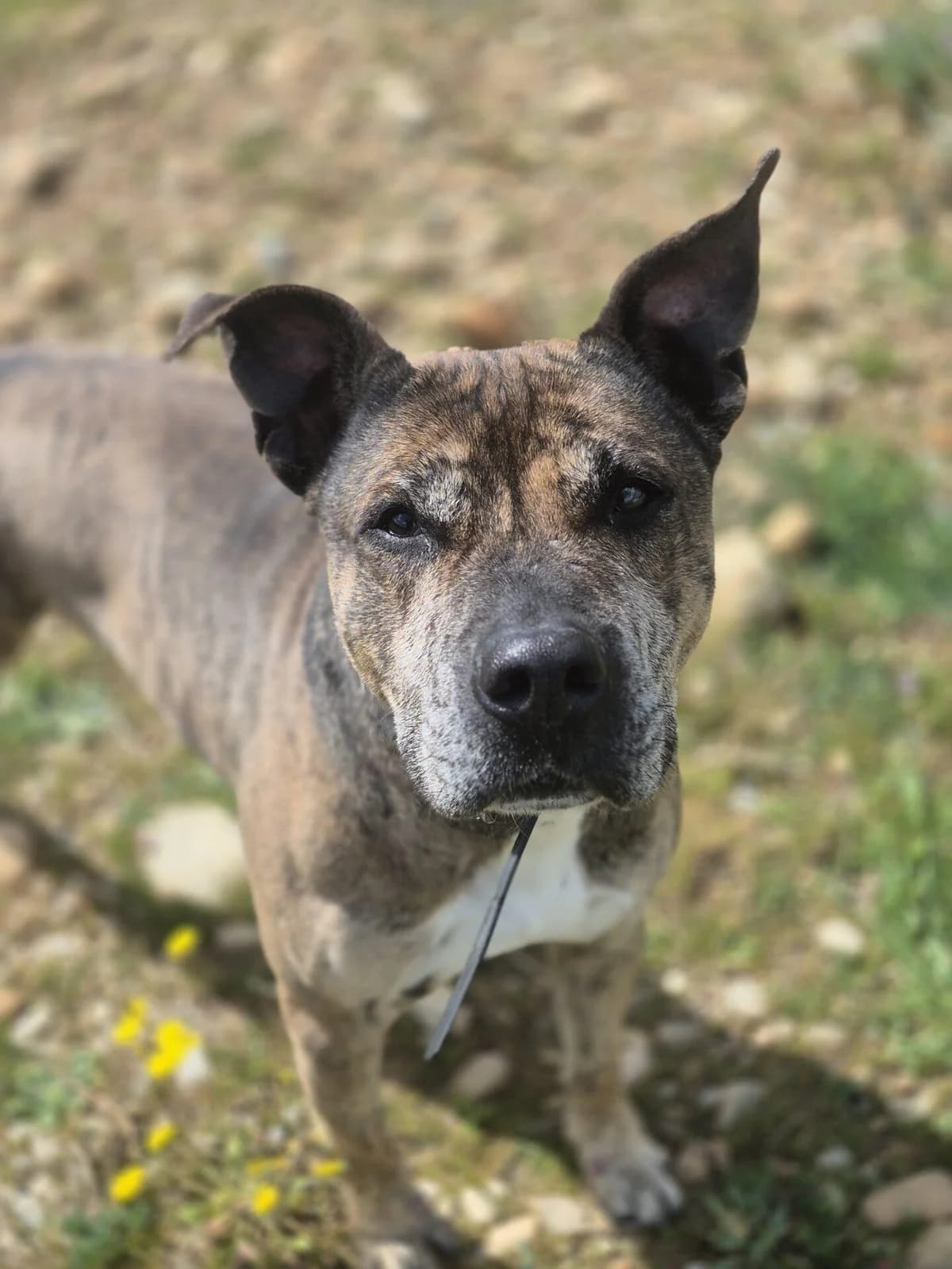 DIEGO, male Cane Corso for adoption at Refuge Saint Roch (Valence), Valence