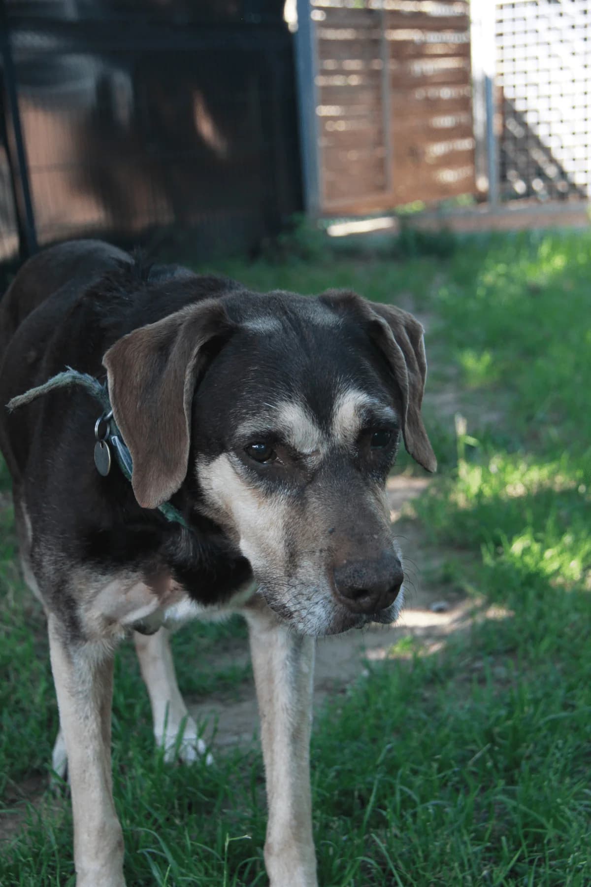 CREME, male senior Doberman for adoption at Refuge Saint Roch (Valence), Valence