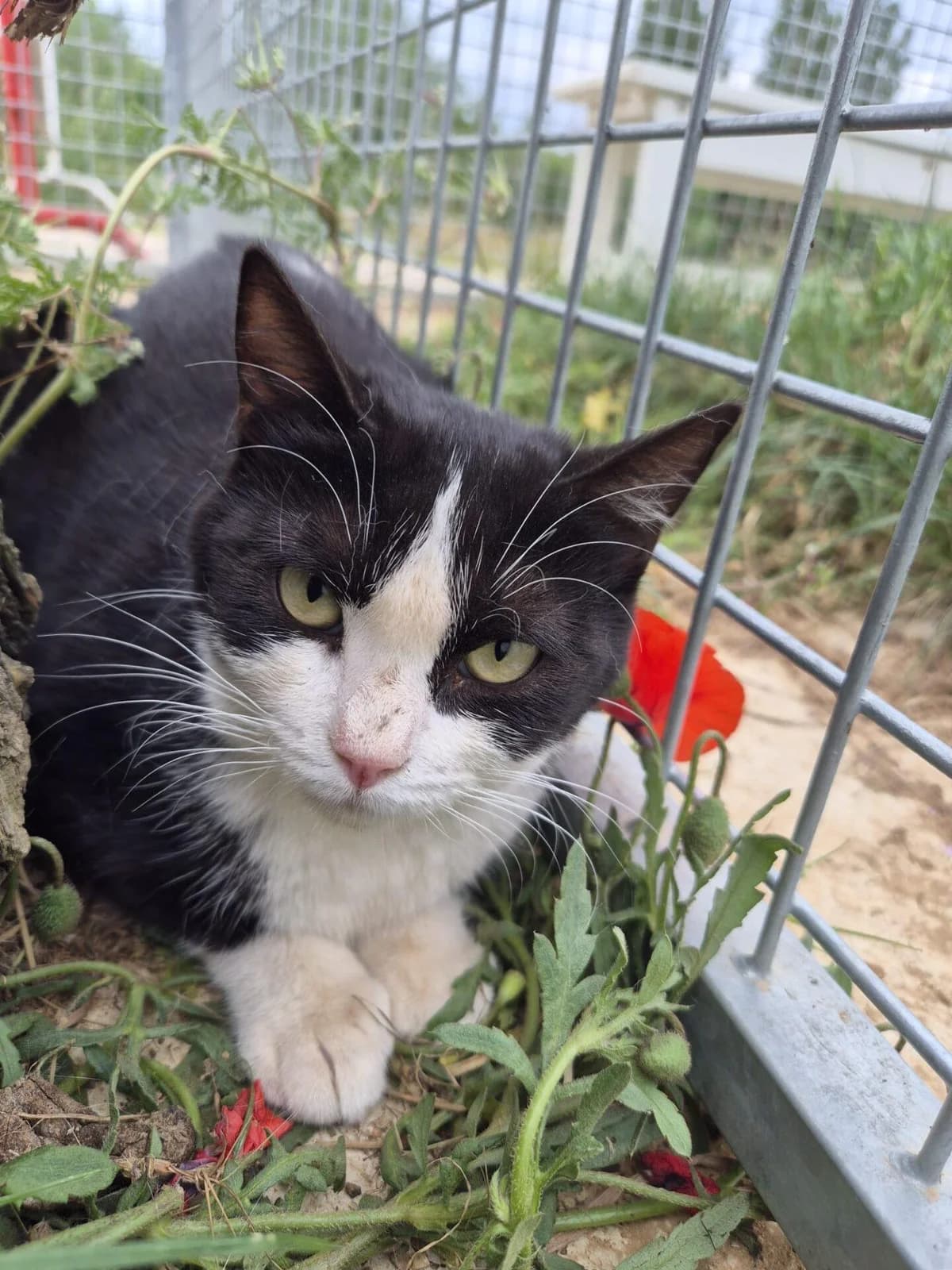 RINA, female Mixed Breed for adoption at Refuge Saint Roch (Valence), Valence