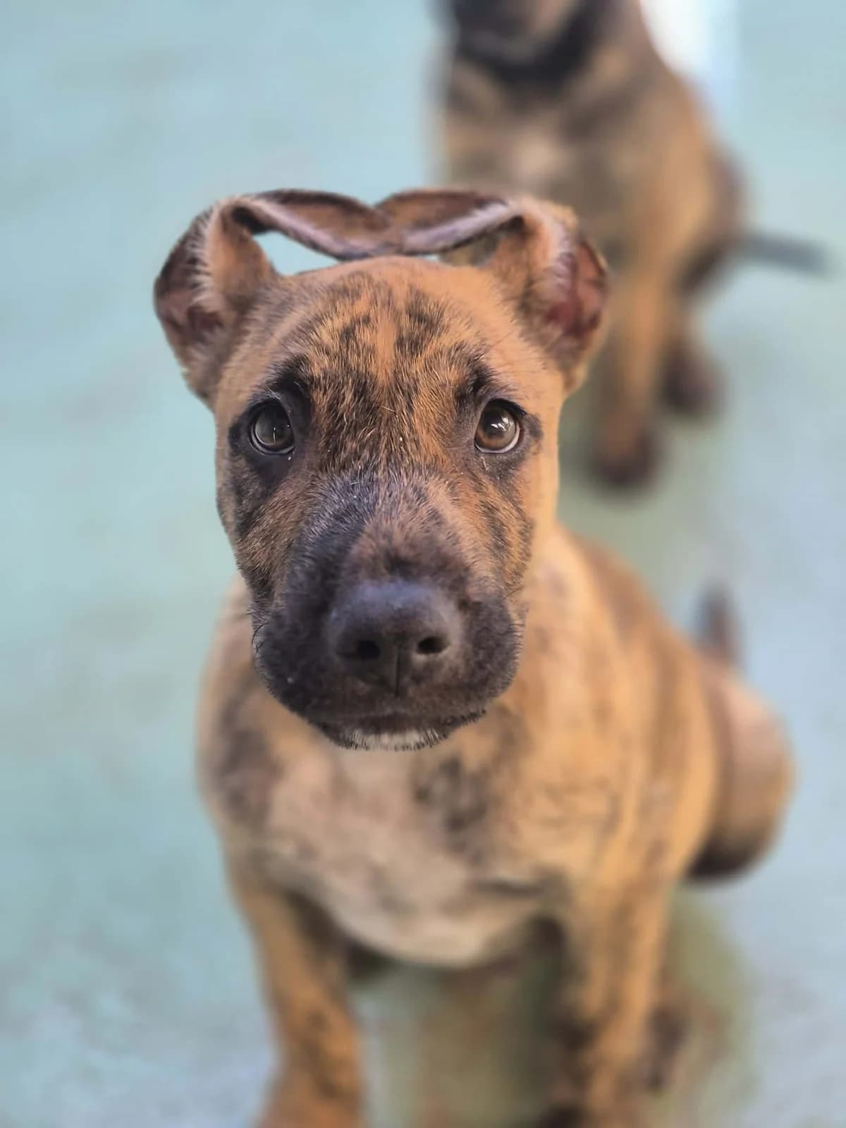 BAGEL, BASILIC et BROCOLIS, male puppy Cane Corso for adoption at Refuge Saint Roch (Valence), Valence