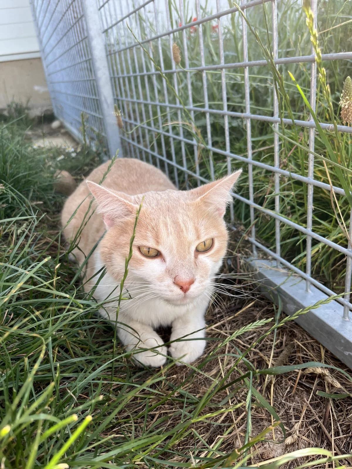 TEDDY, male Mixed Breed for adoption at Refuge Saint Roch (Valence), Valence