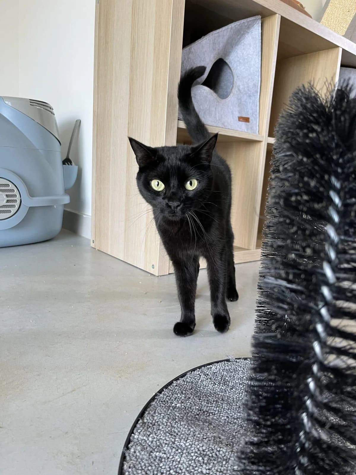 PERLE, female Mixed Breed for adoption at Refuge Saint Roch (Valence), Valence