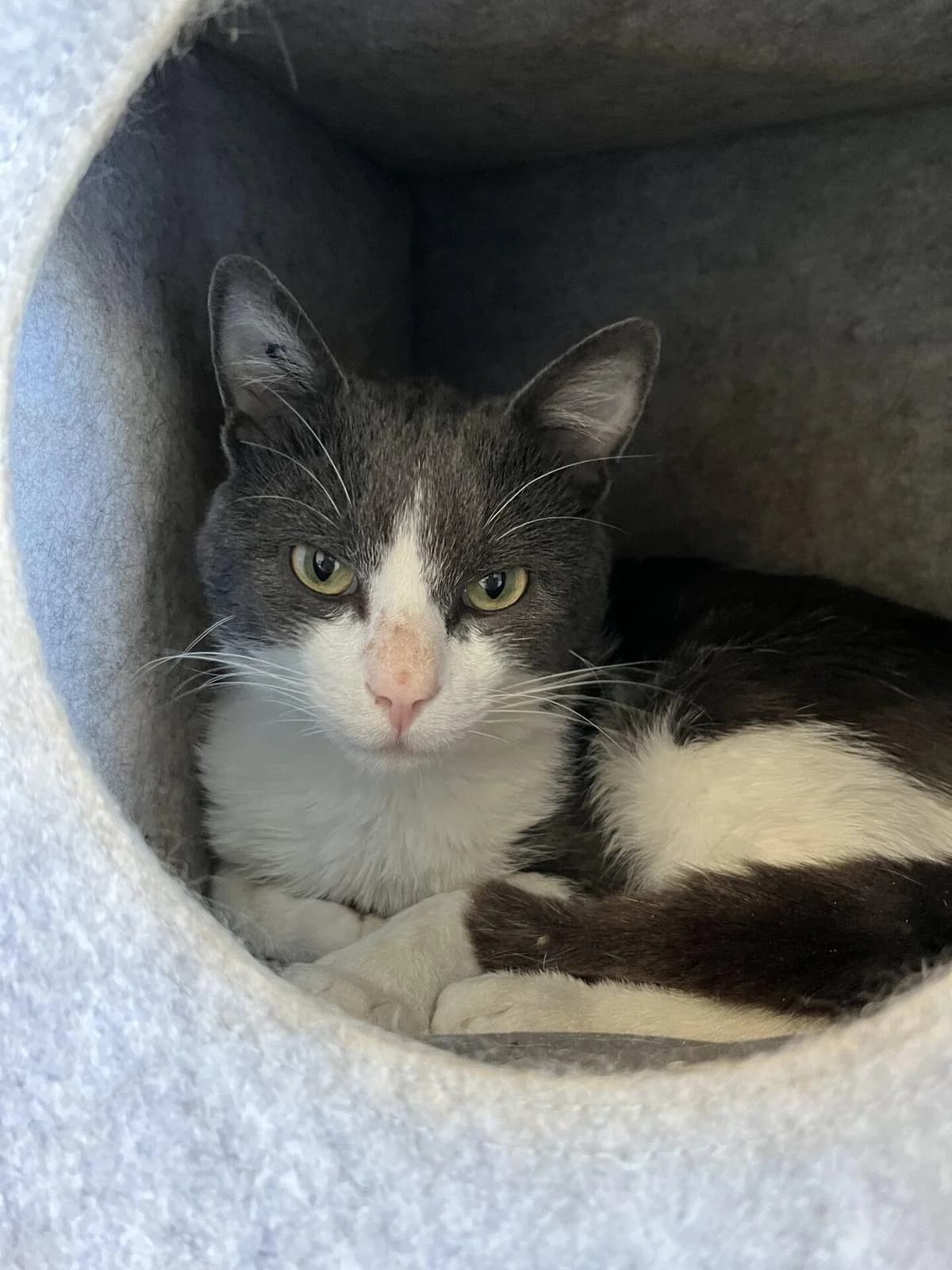 MUFFIN, male Mixed Breed for adoption at Refuge Saint Roch (Valence), Valence