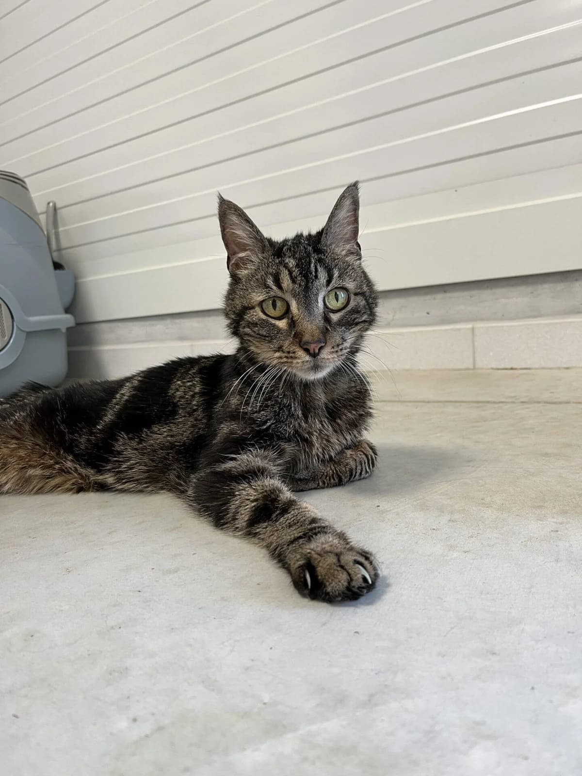 MIMI, male Mixed Breed for adoption at Refuge Saint Roch (Valence), Valence
