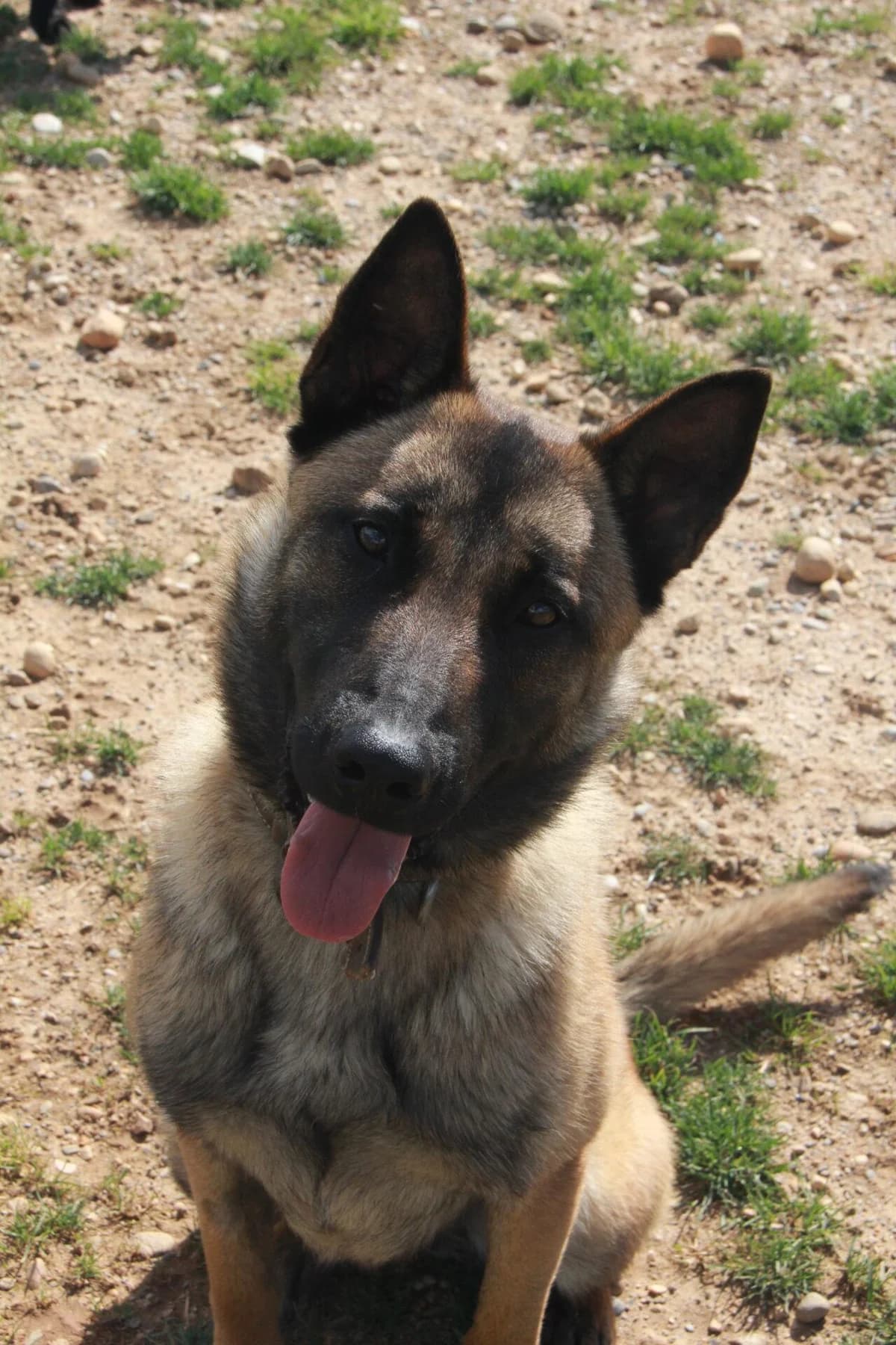 LEMON, male puppy Belgian Malinois for adoption at Refuge Saint Roch (Valence), Valence