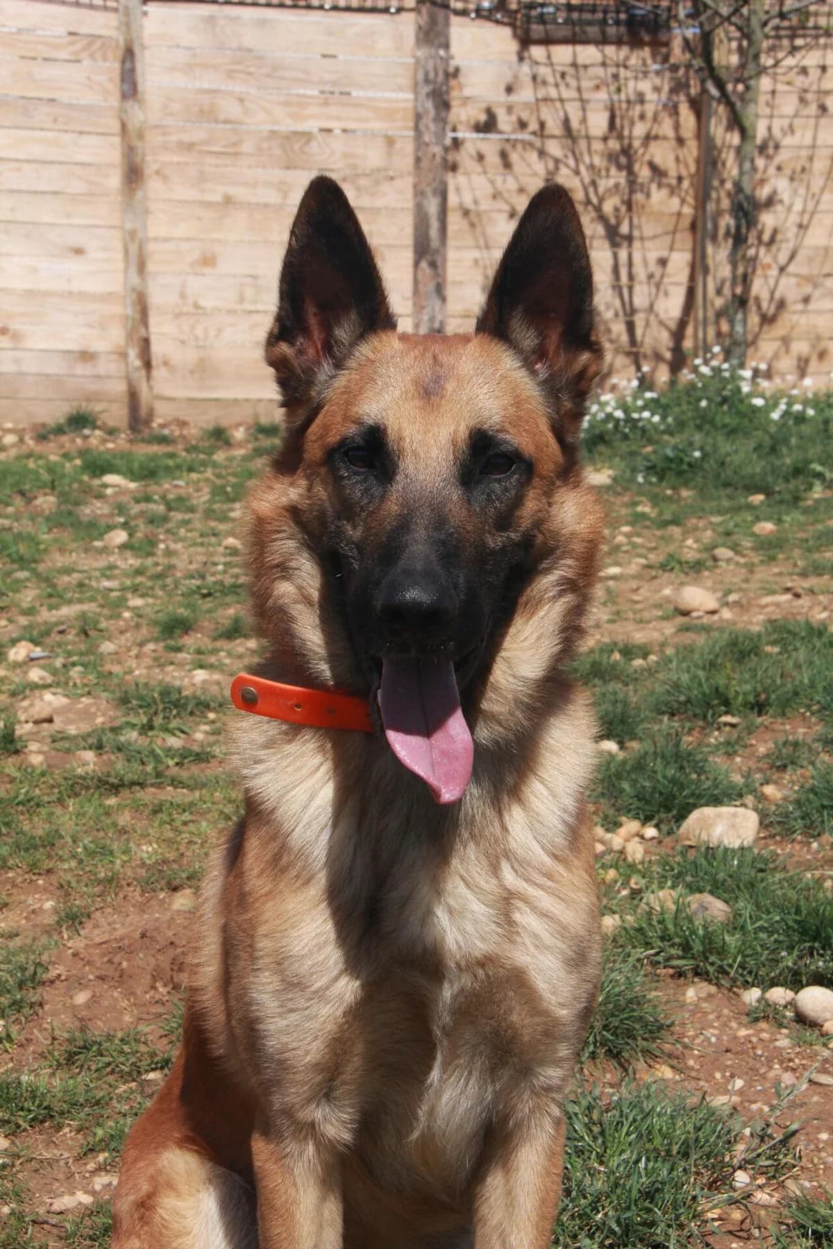 SIMBA, male Belgian Malinois for adoption at Refuge Saint Roch (Valence), Valence