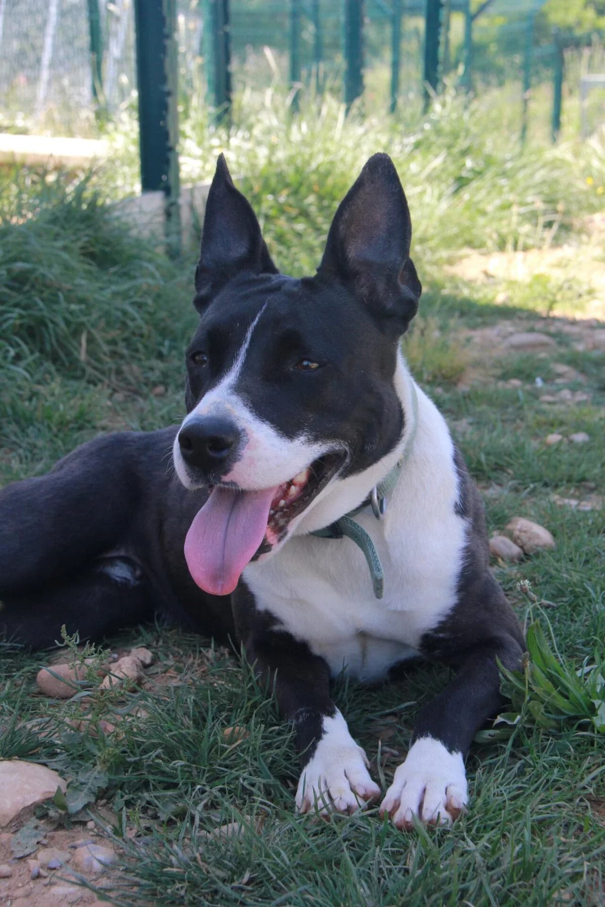 SODEBO, female mixed breed for adoption at Refuge Saint Roch (Valence), Valence