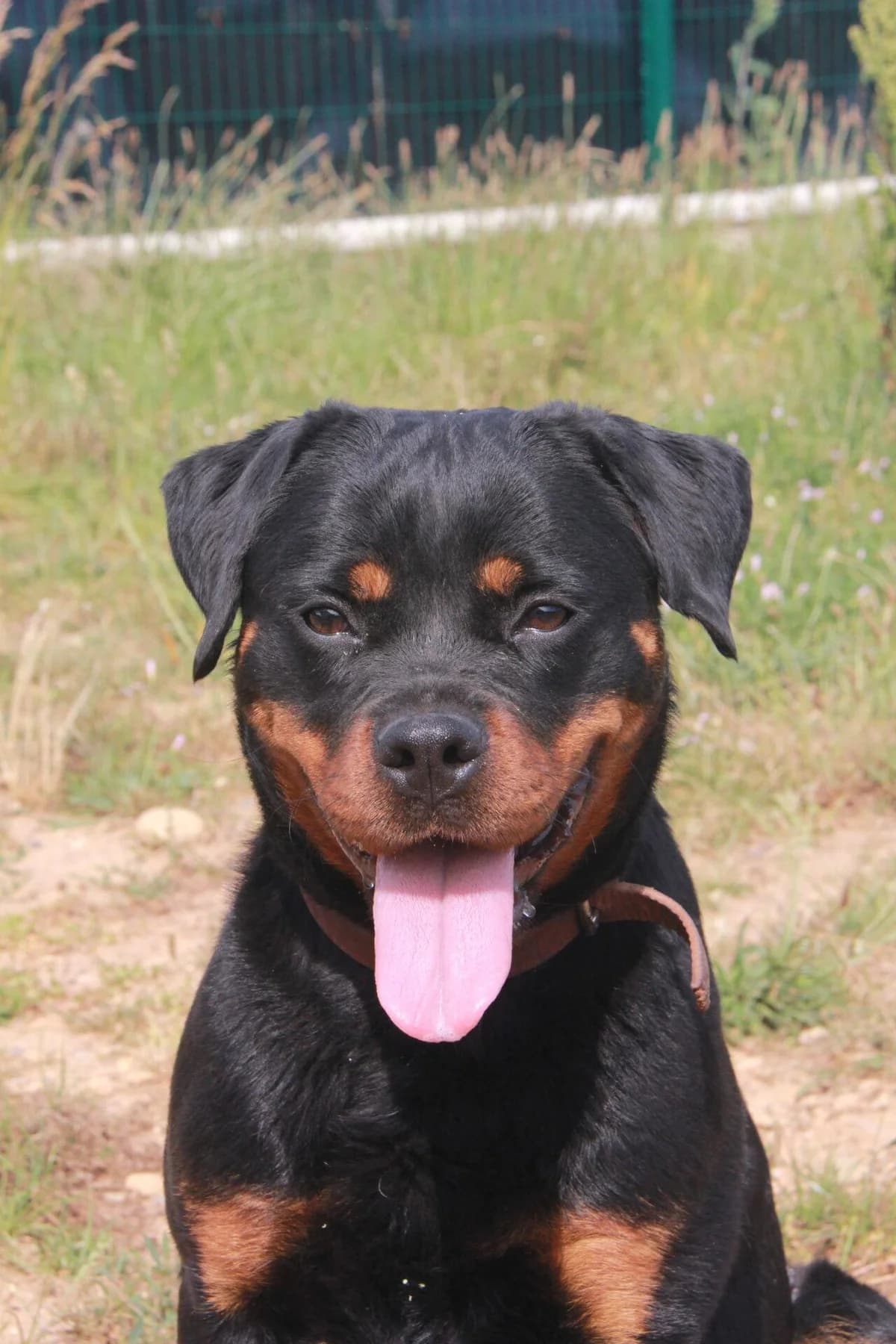 ATHENA, female Rottweiler for adoption at Refuge Saint Roch (Valence), Valence